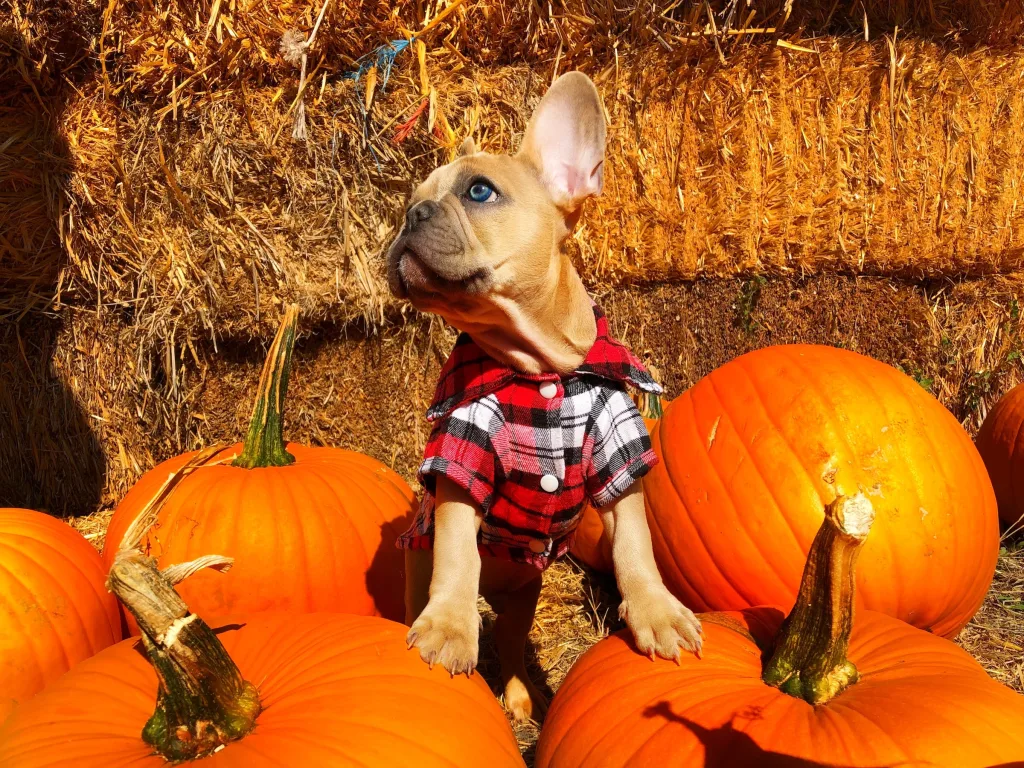 Ways to Get Great Fall Photo of Your Dog