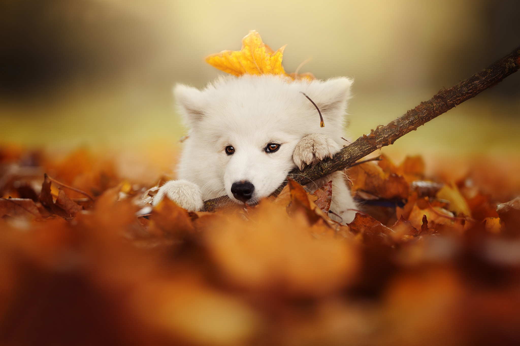 Adorable Samoyed Puppy Enjoying a Cozy Fall Day Animal Wallpaper