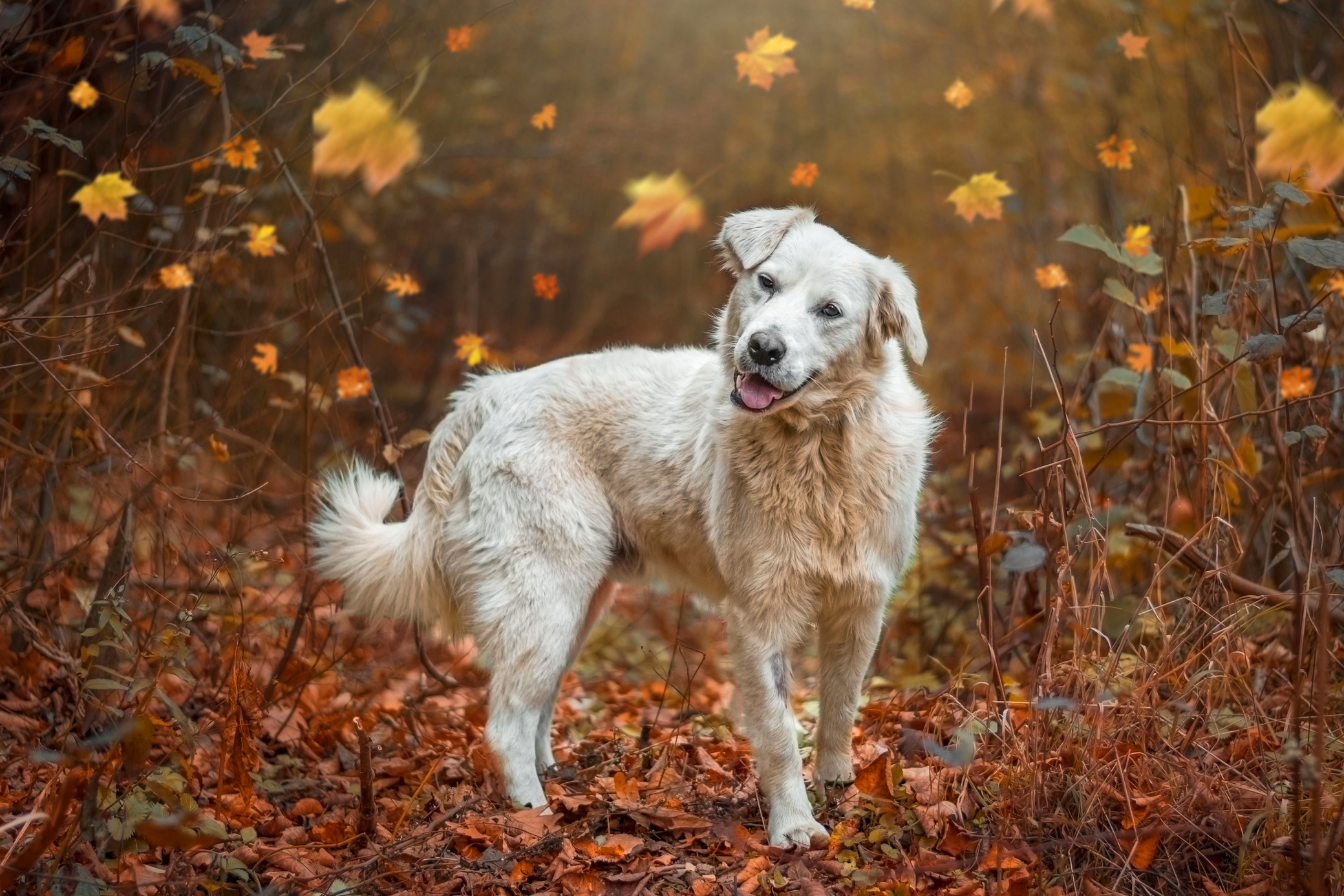Picture Of Dogs Jumping In Leaves That Are Unbe Leaf Ably Cute