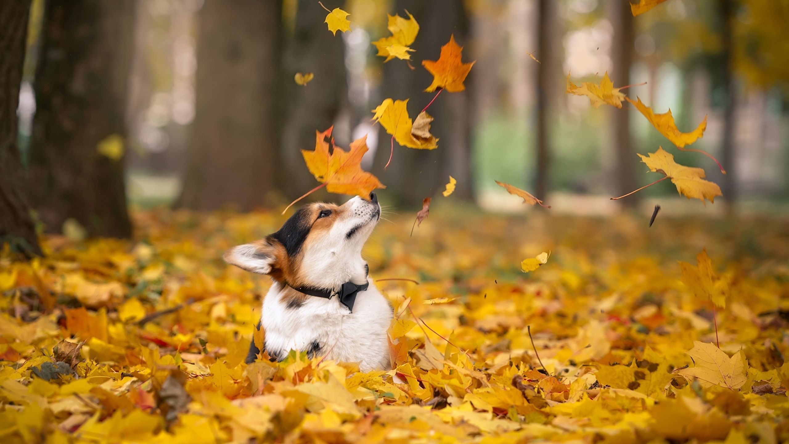 Fall Dog Wallpaper, HD Fall Dog Background on WallpaperBat