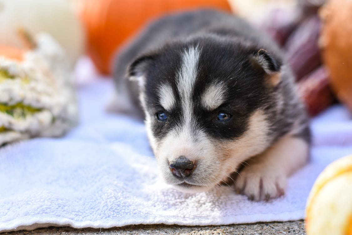 Cute Puppy Lying on Ground · Free