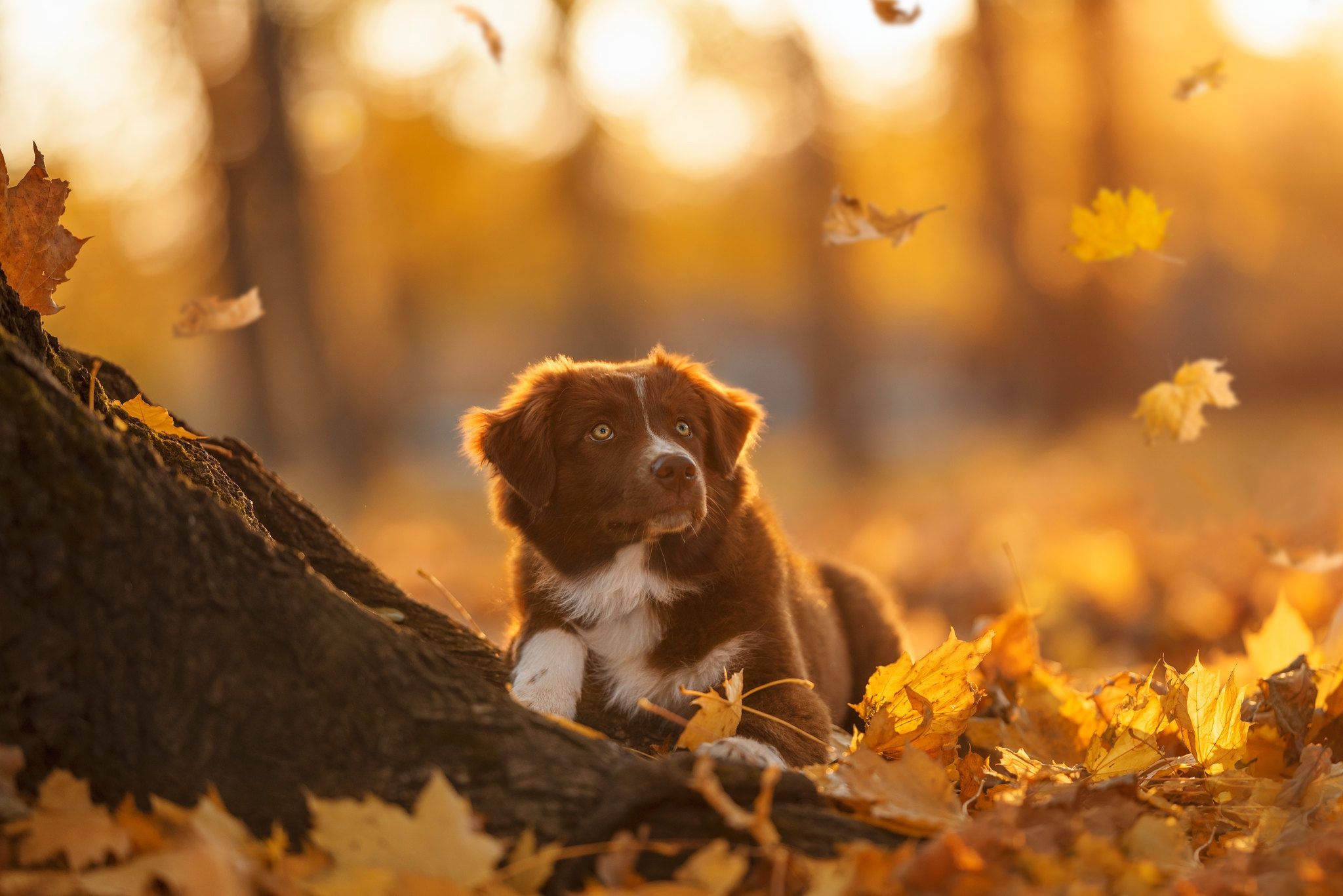 Fall Dog Wallpaper, HD Fall Dog Background on WallpaperBat