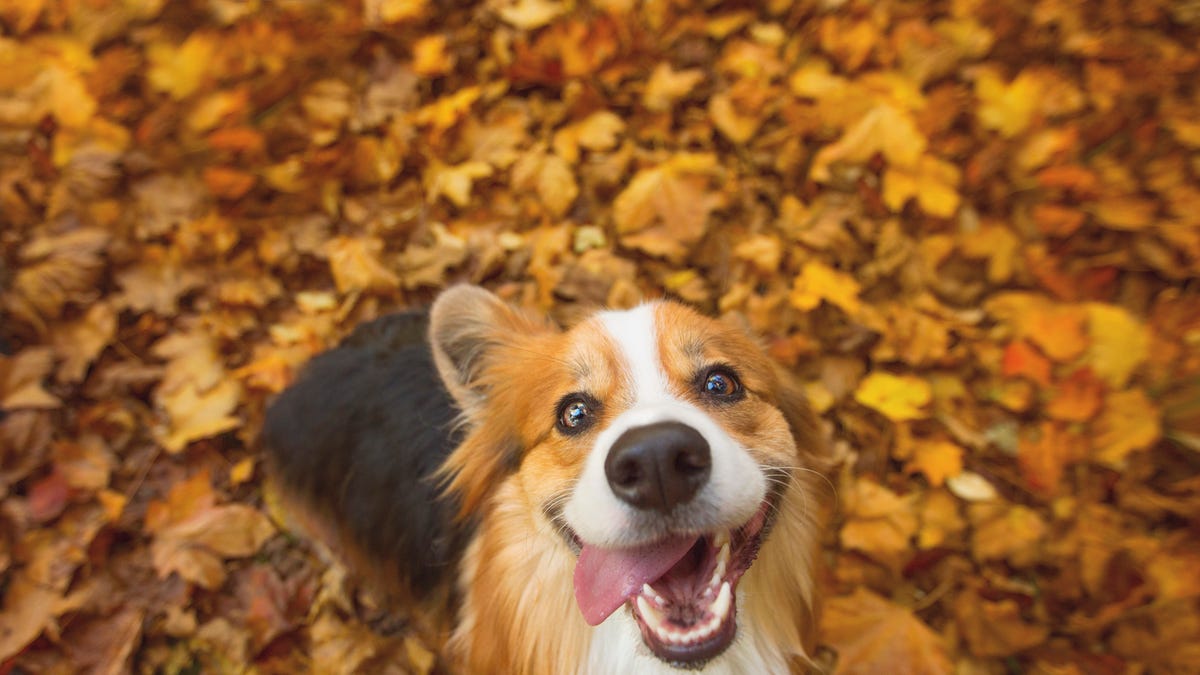 Dog Quotes That’ll Melt Your Heart