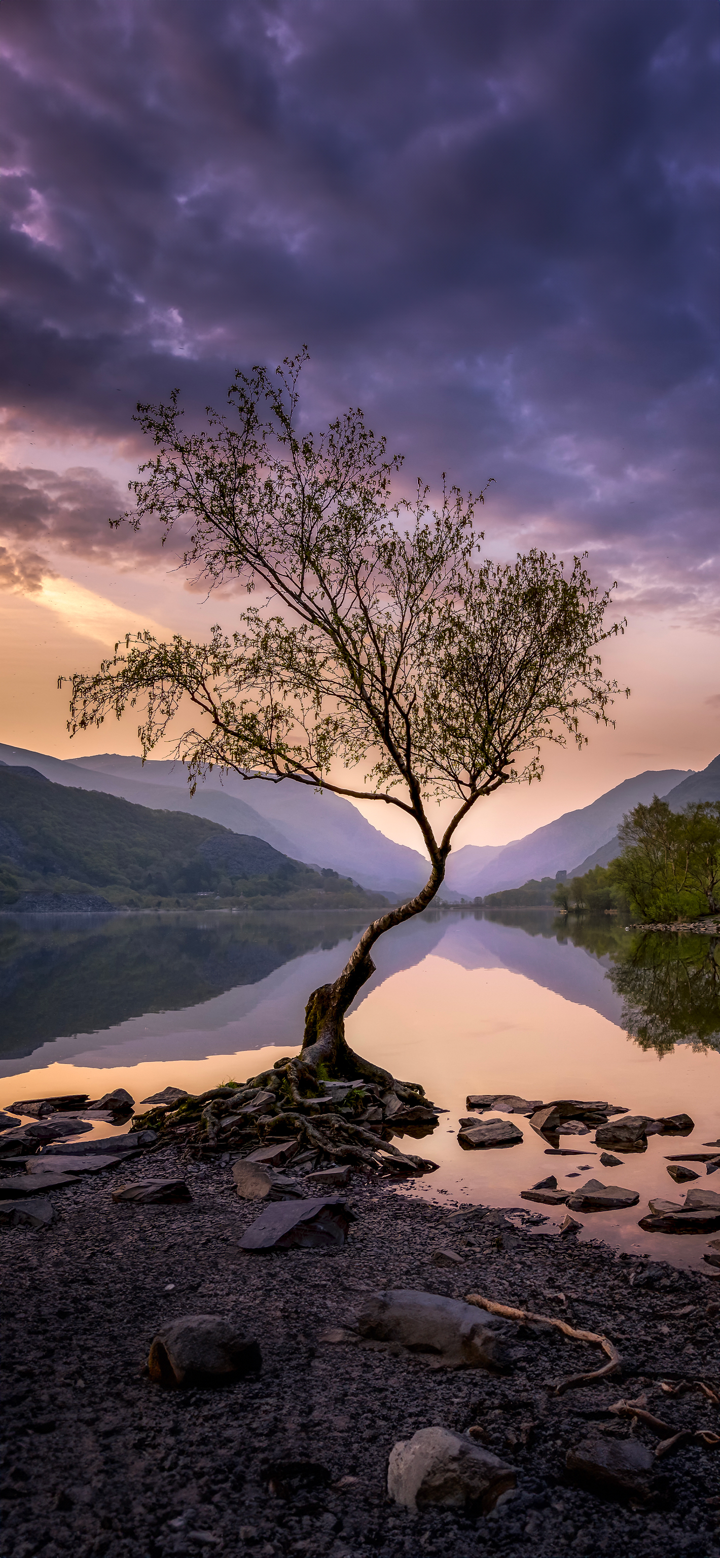 Purple Landscape 8K