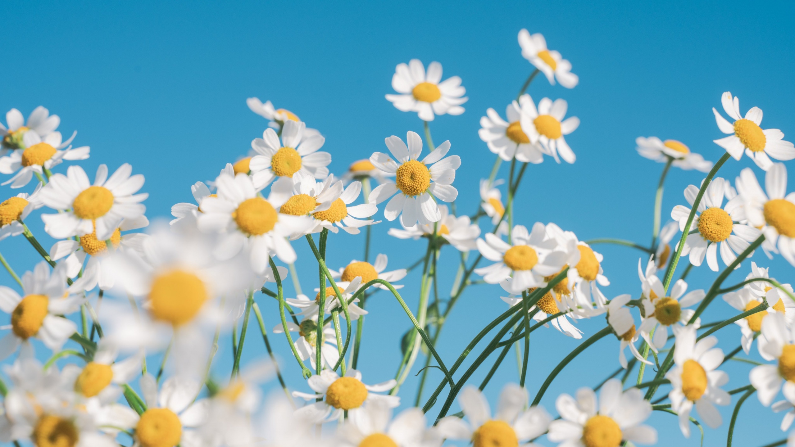 Chamomile flowers Wallpaper 4K, Aesthetic, White flowers