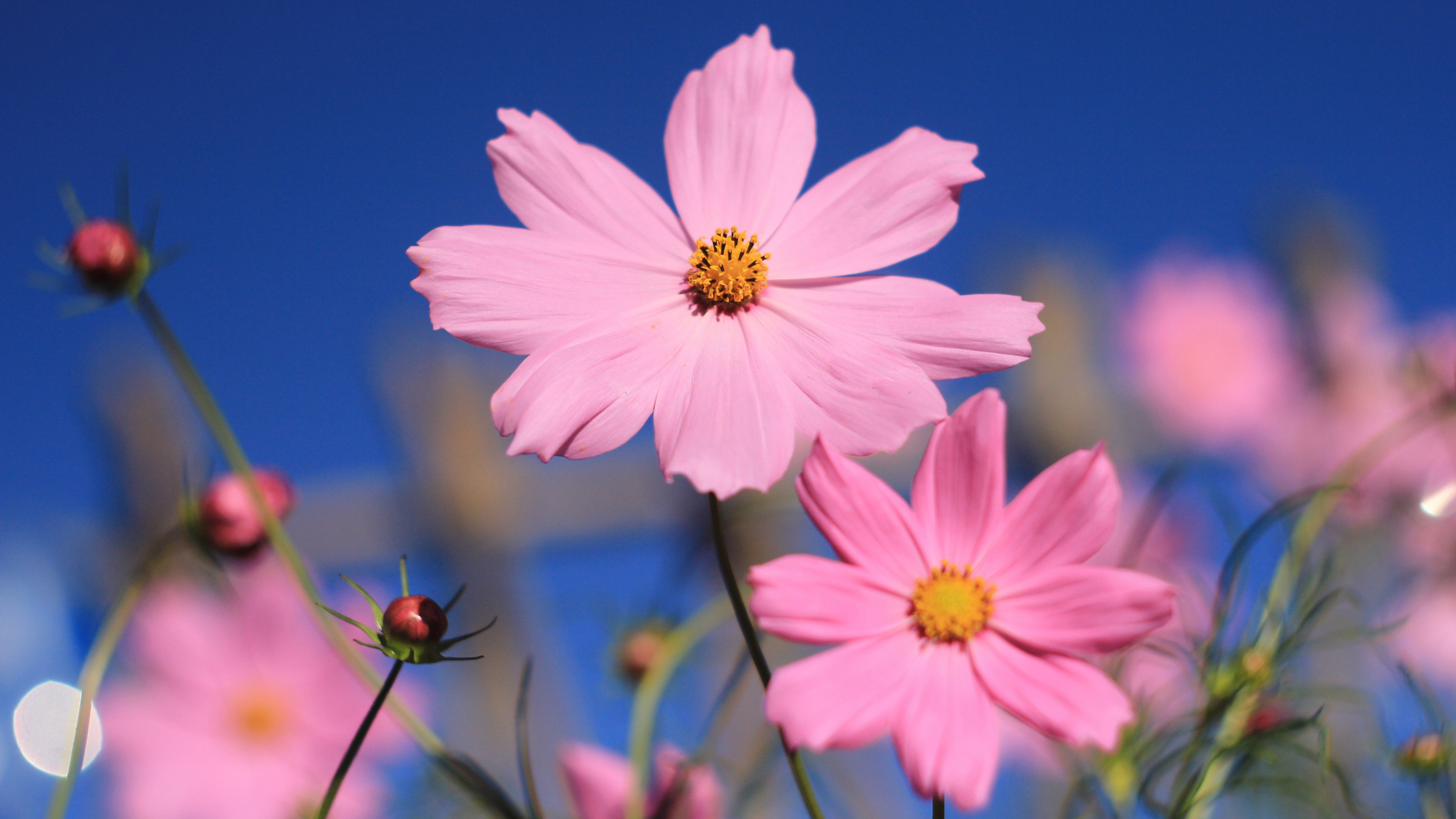 Pink Cosmos Flowers In Blue Sky Background 4K HD Flowers Wallpaper