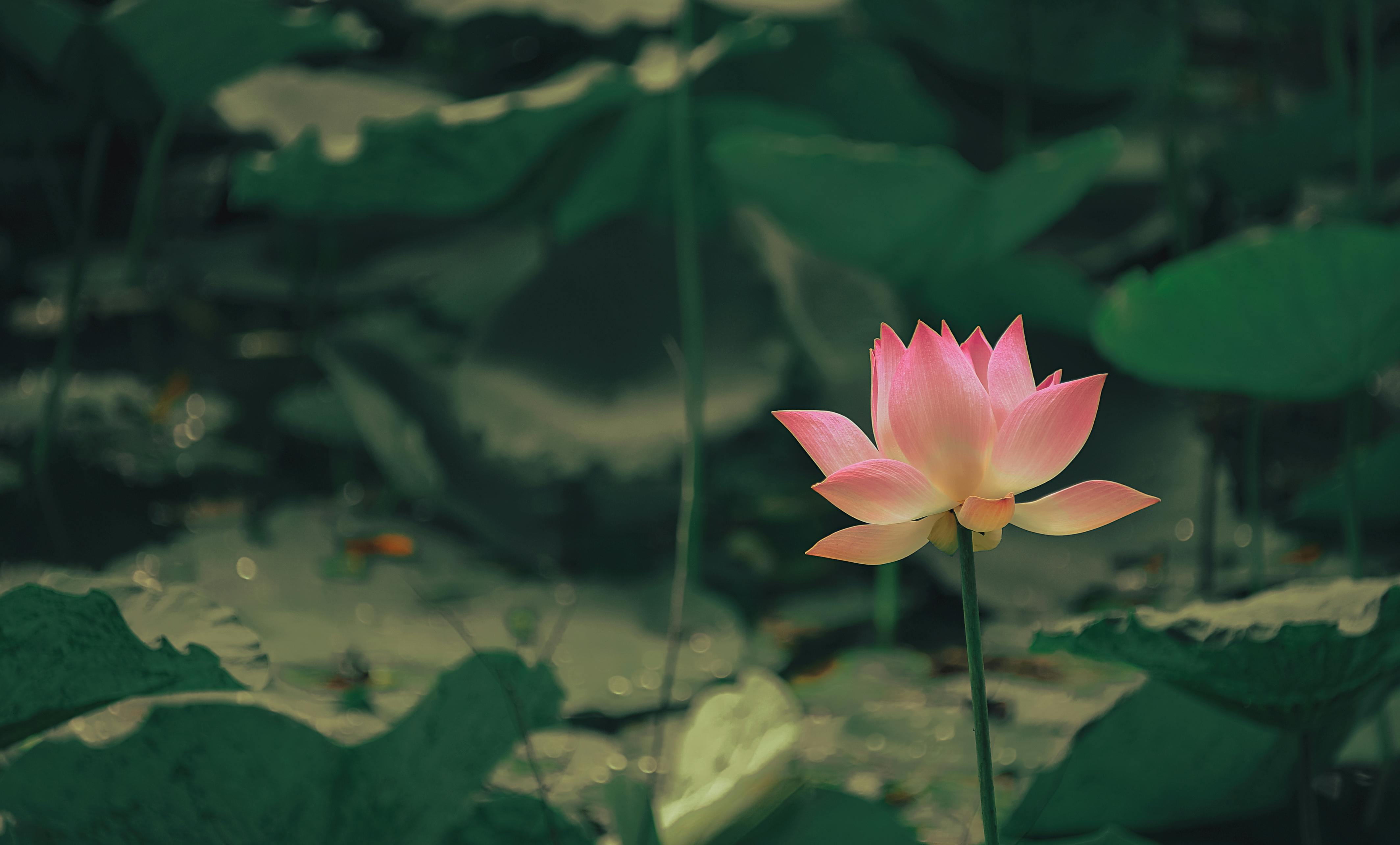Lotus Flower Photo, Download The BEST Free Lotus Flower & HD Image