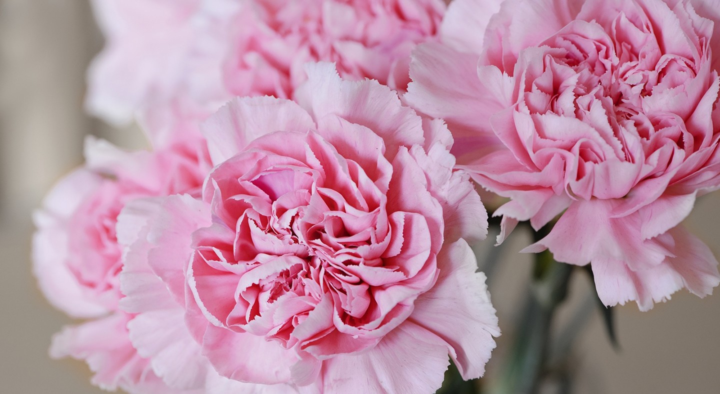 flowers Wallpaper HD / Desktop and Mobile Background