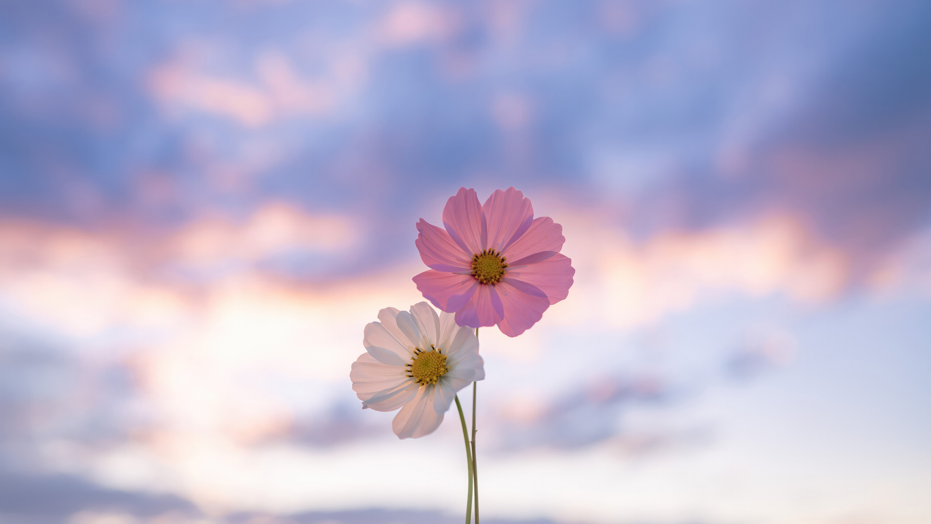 Flowers Minimal Laptop Full HD 1080P , HD 4k Wallpaper Image, Background, Photos and Picture