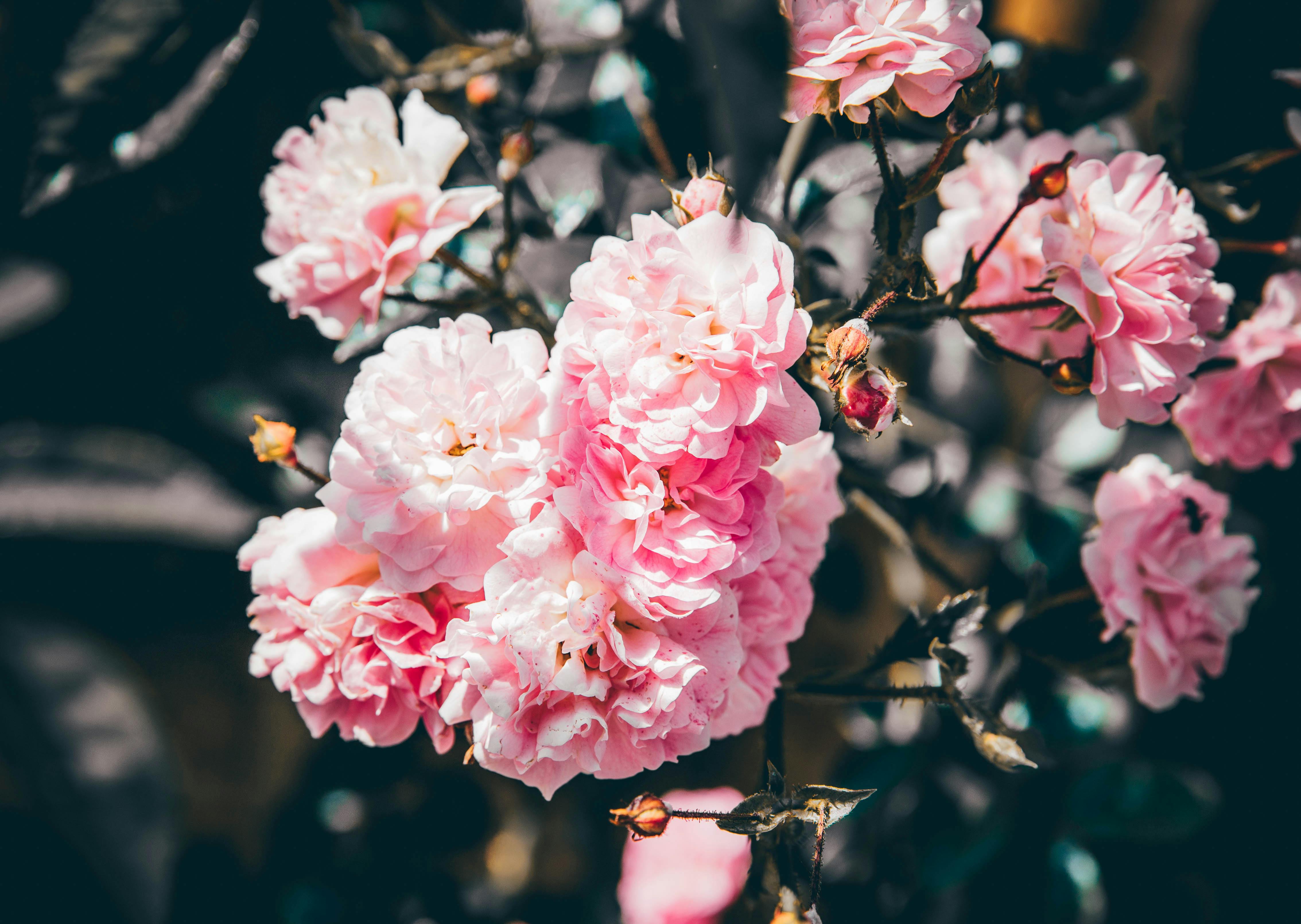 Close Up Photo Of Pink Flowers · Free