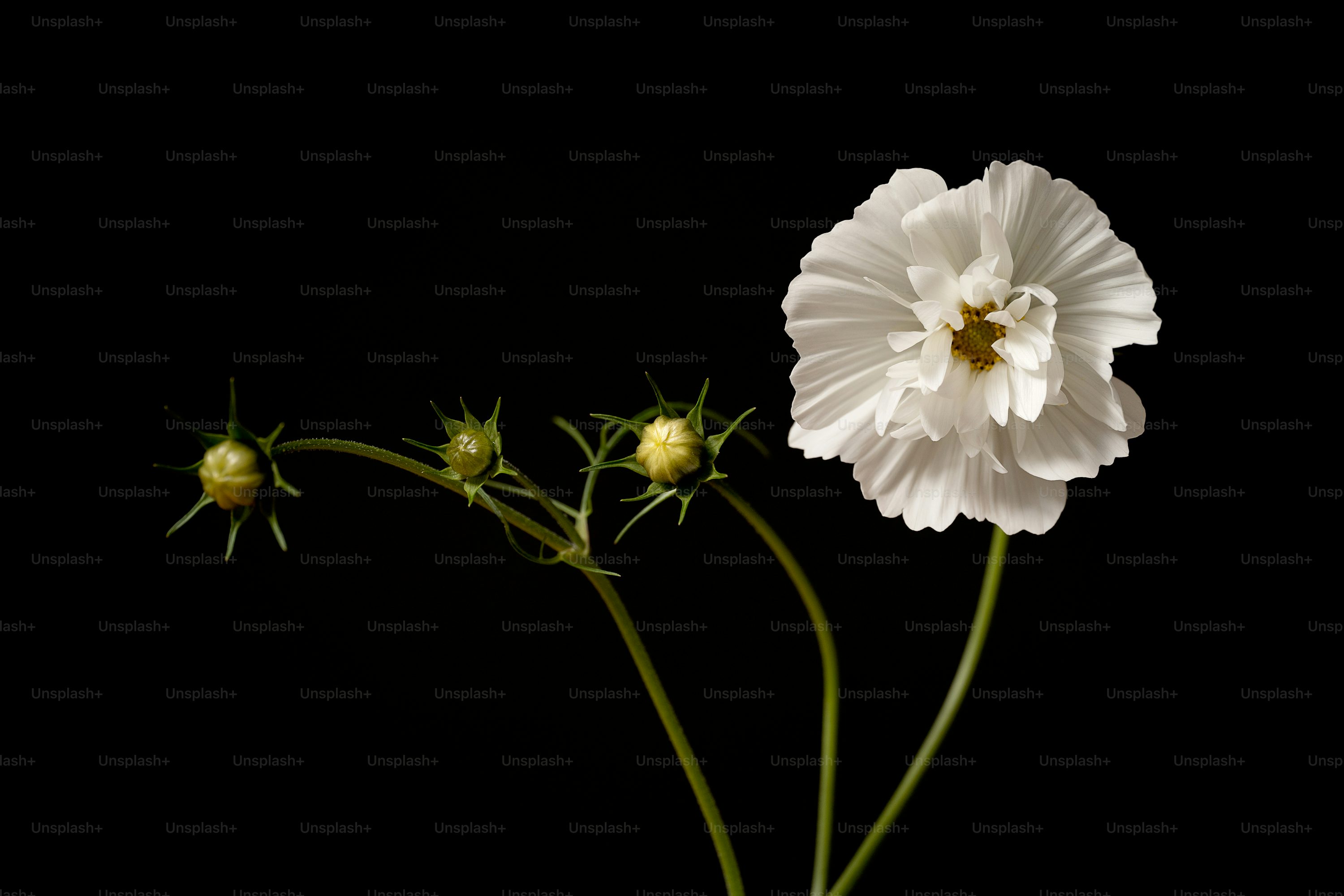 White Flower Picture. Download Free Image