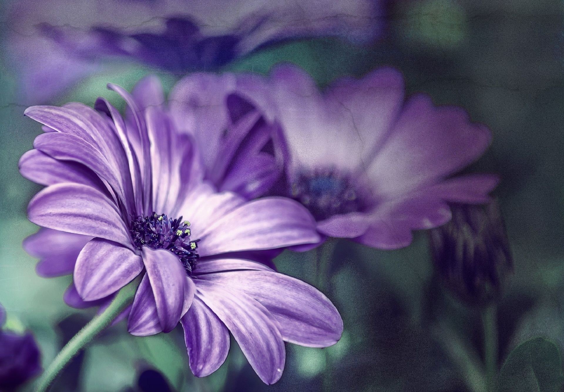 Wallpaper flower, purple, flowers, Daisy, flower, flowers, purple, daisy for mobile and desktop, section цветы, resolution 1920x1335