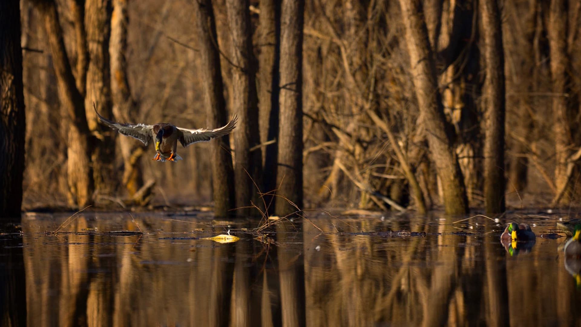 Bottomland Timber Hunt Project. The GameKeepers of Mossy Oak (2021 season). Mossy Oak Gamekeeper