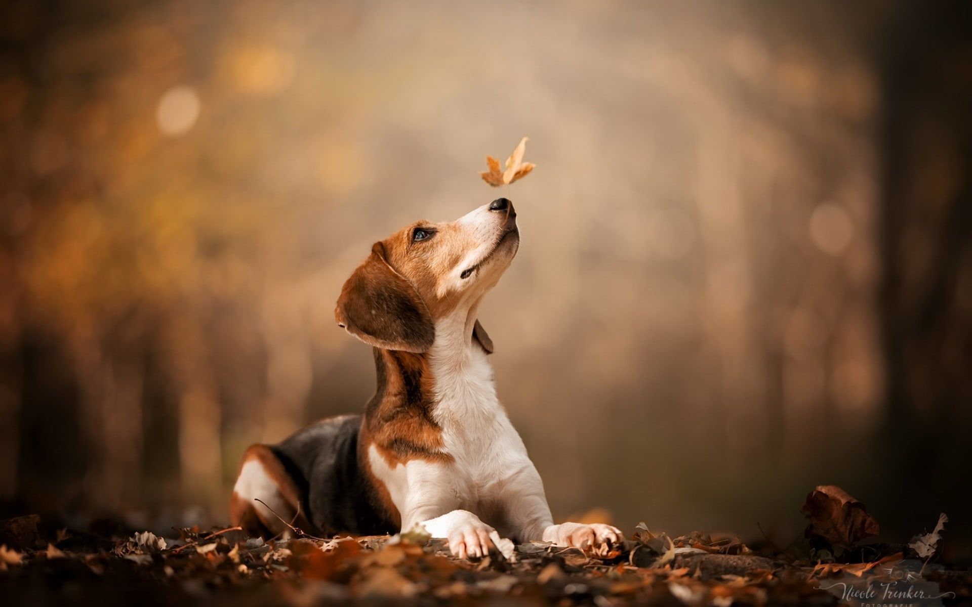 Autumn Dog Wallpaper, HD Autumn Dog Background on WallpaperBat