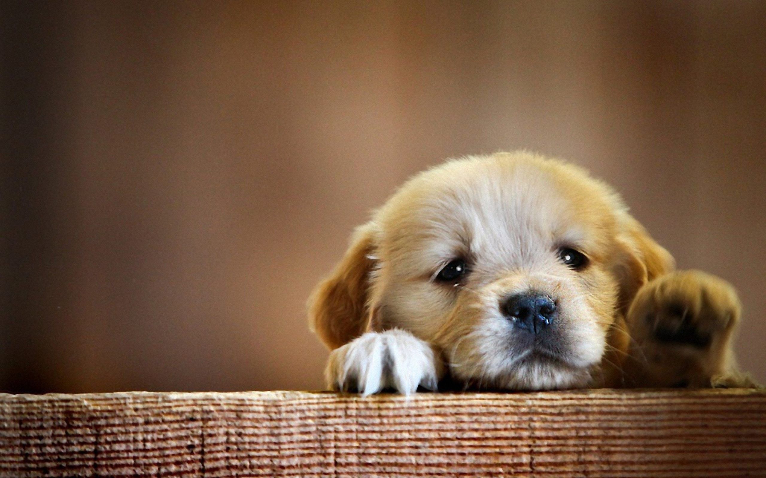 Cute Dog Wallpaper, HD Cute Dog Background on WallpaperBat