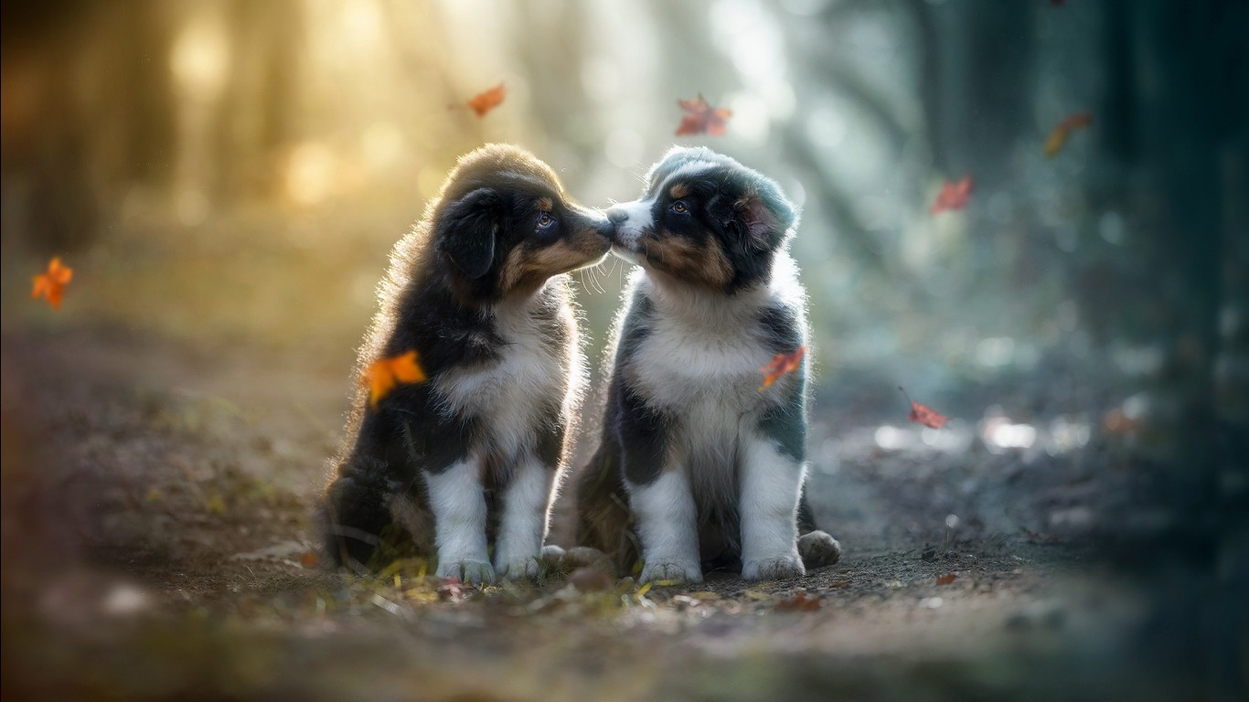 Two Cute Puppies Are Kissing Each Other Sitting In Blur Forest Background HD Dog Wallpaper