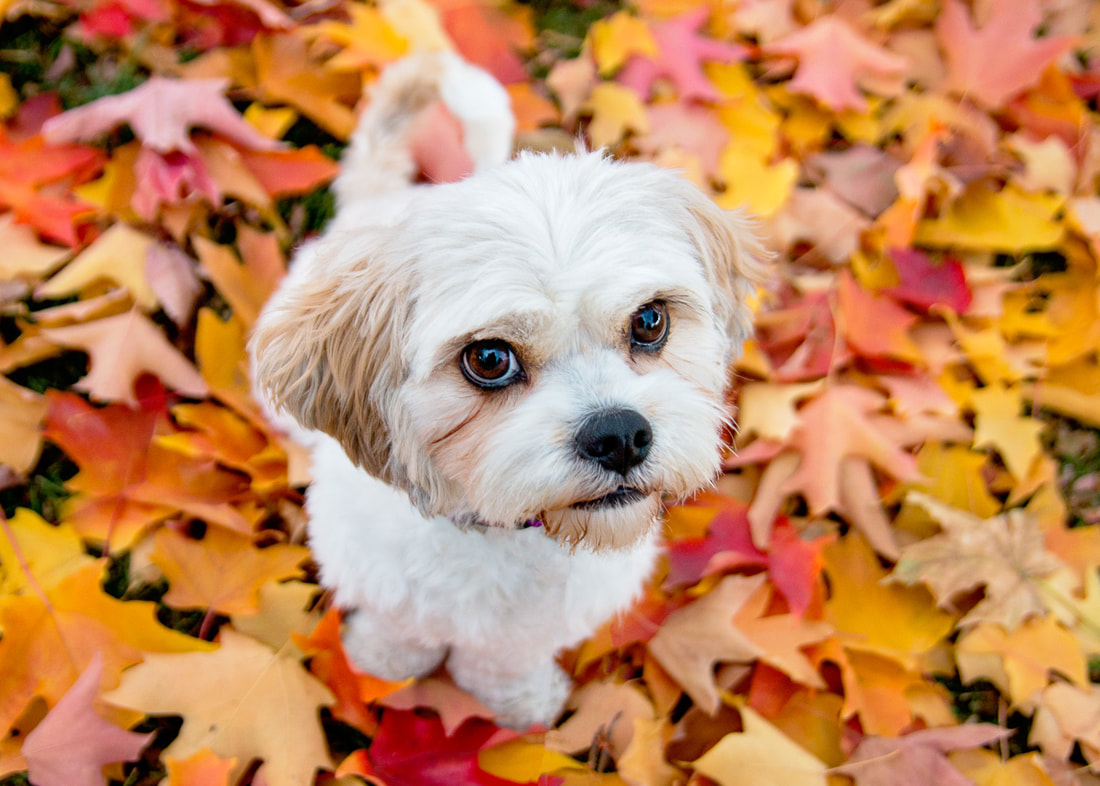 Dog Photography in Sioux Falls Personalities Captured Naturally