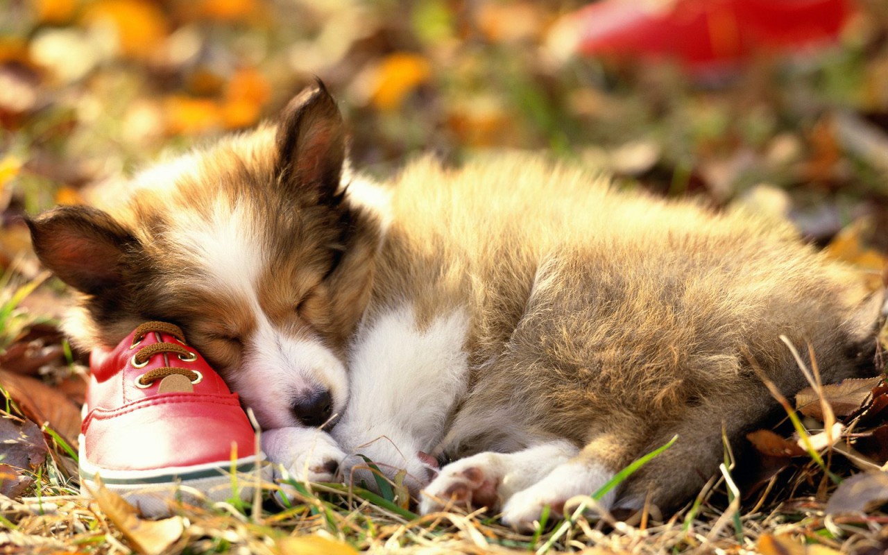 Cute Puppy Wallpaper and Dog Tips on Amazon Appstore