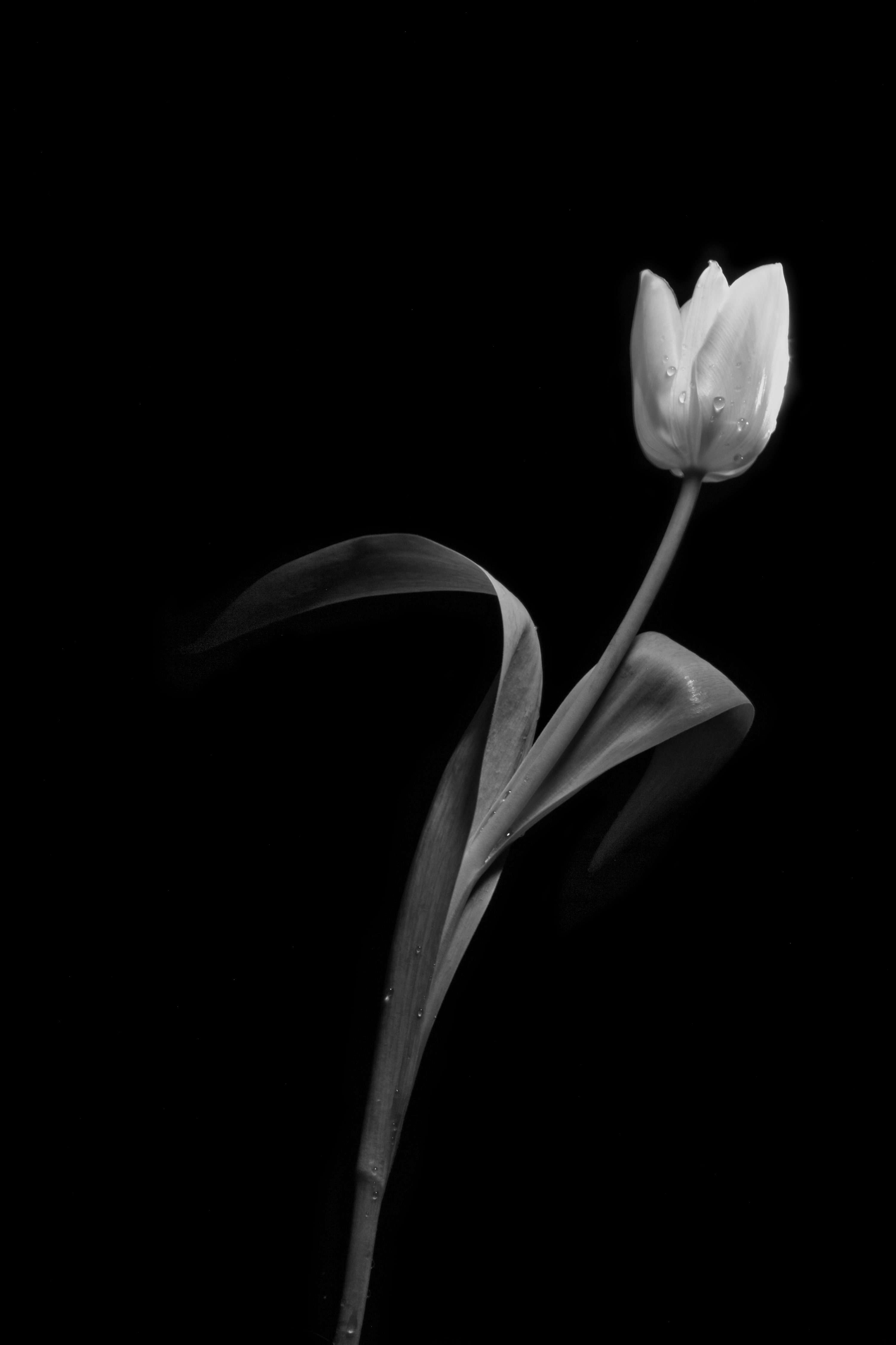 Black And White Flower Picture [HD]. Download Free Image