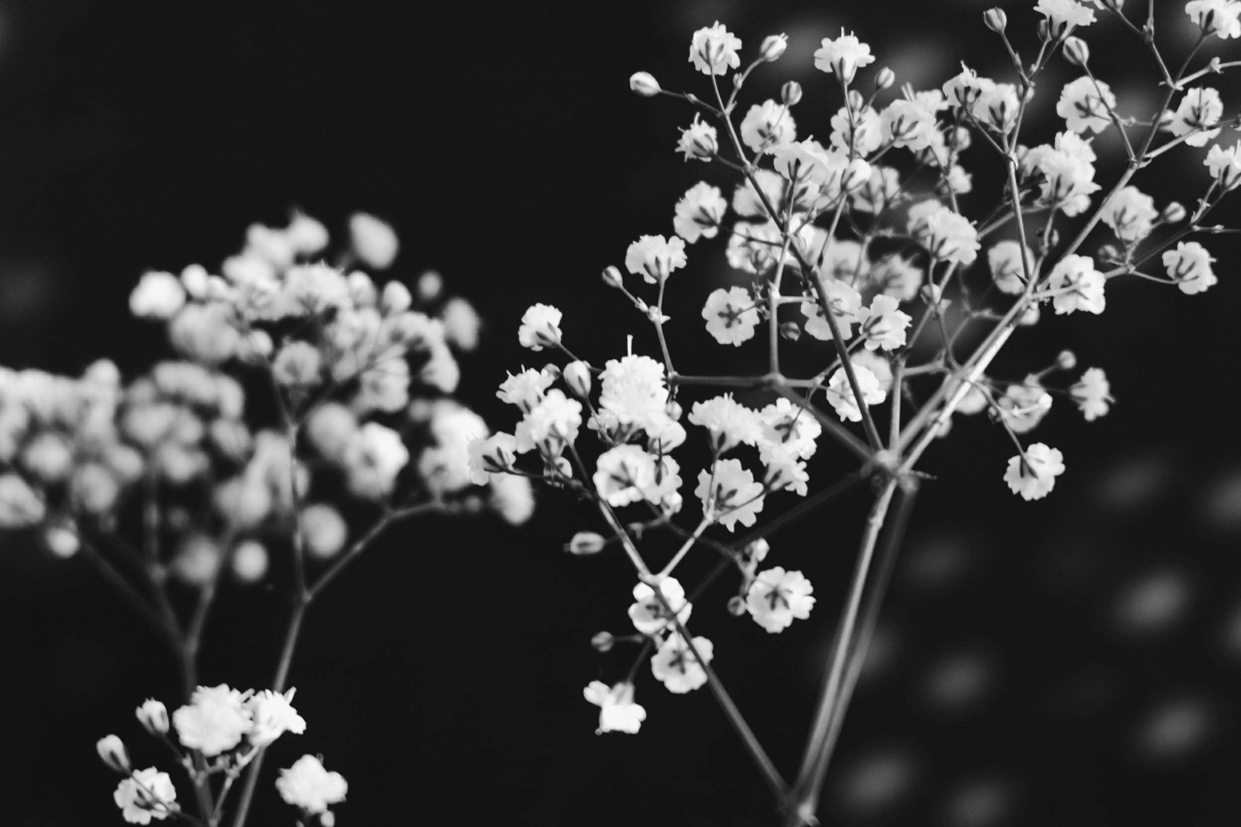 Black And White Flowers Photo, Download The BEST Free Black And White Flowers & HD Image