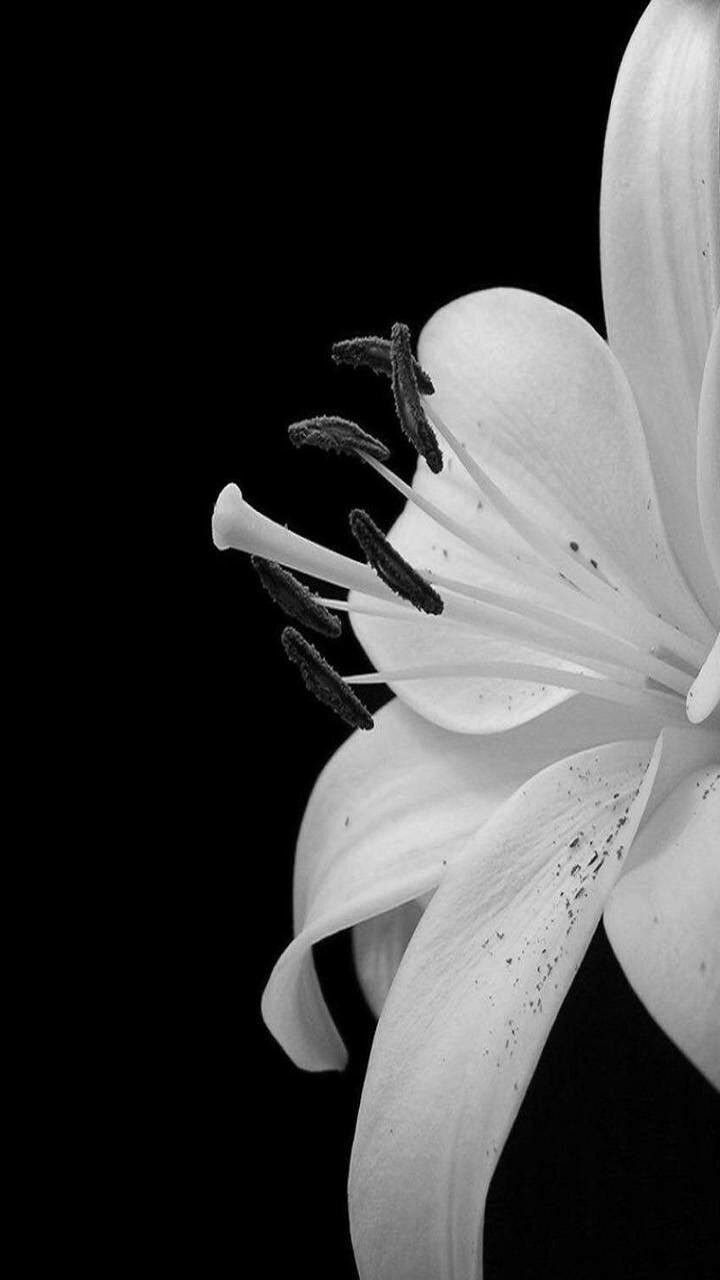 Luxury Black and White Flower Wallpaper