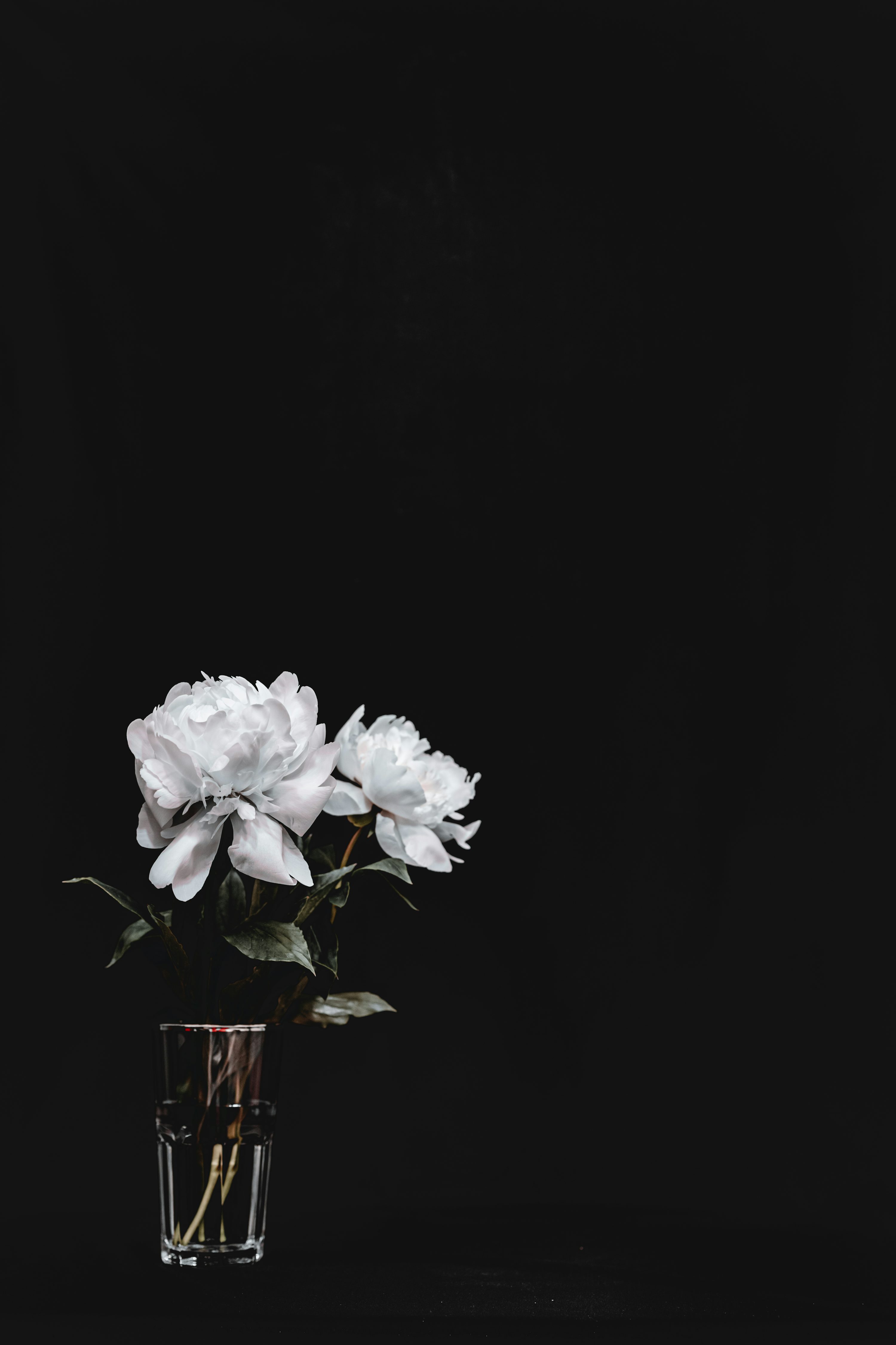 Black And White Flower Picture [HD]. Download Free Image