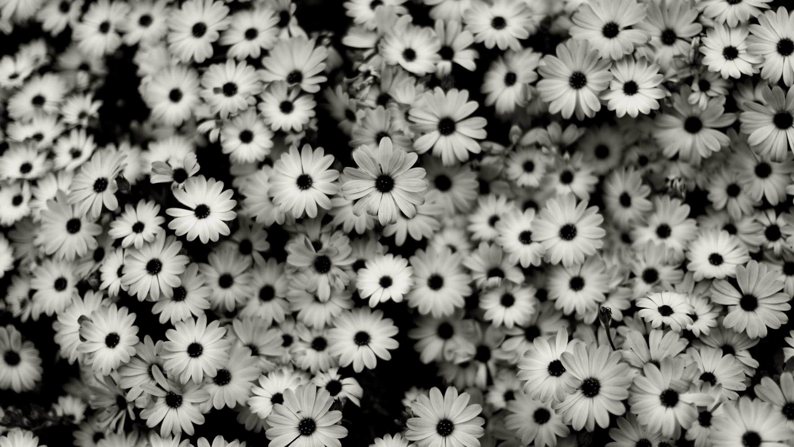 FREE Black & White Floral Wallpaper in PSD