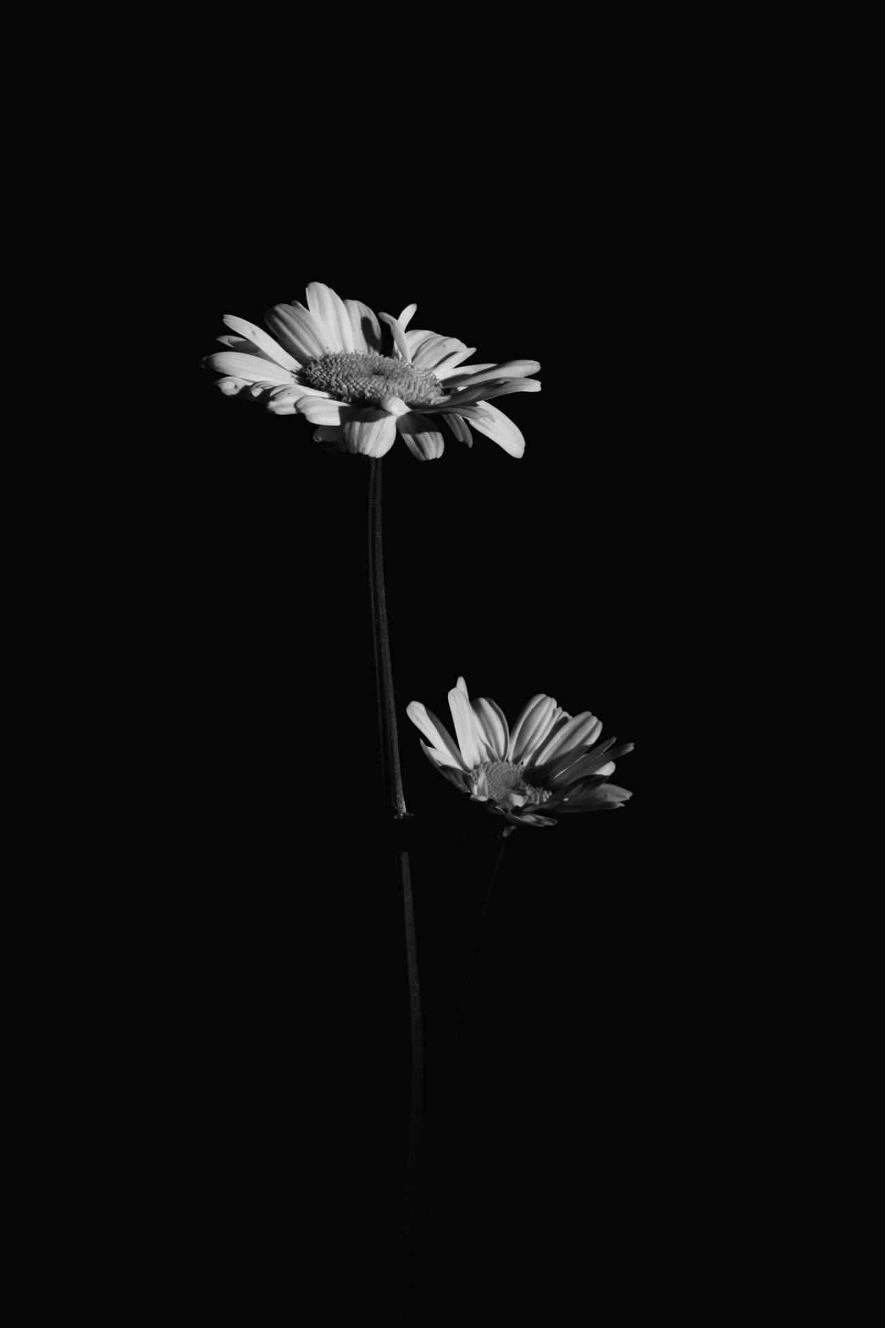 Download Black And White Flower Two Flowers Wallpaper