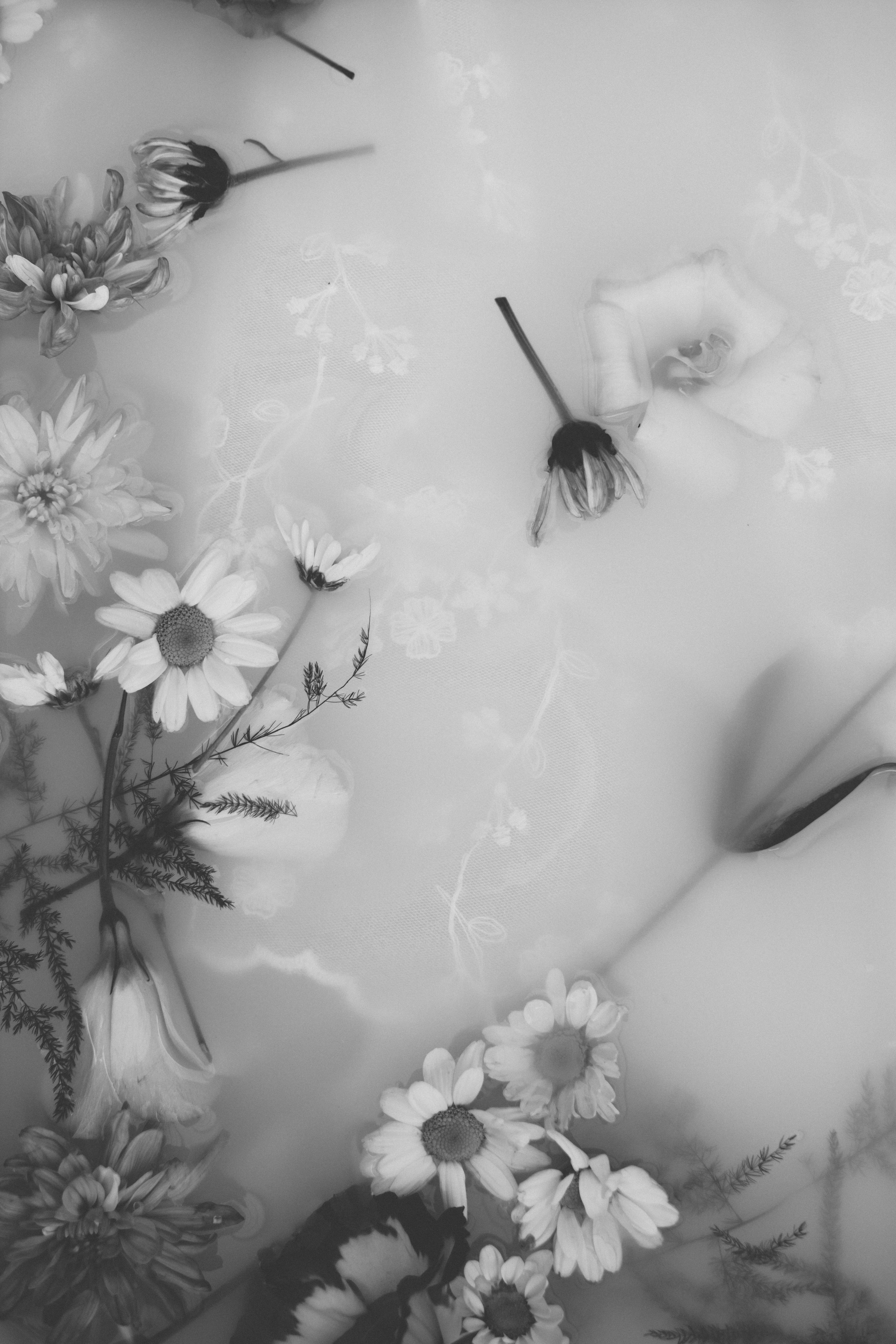 Black And White Flowers Picture. Download Free Image