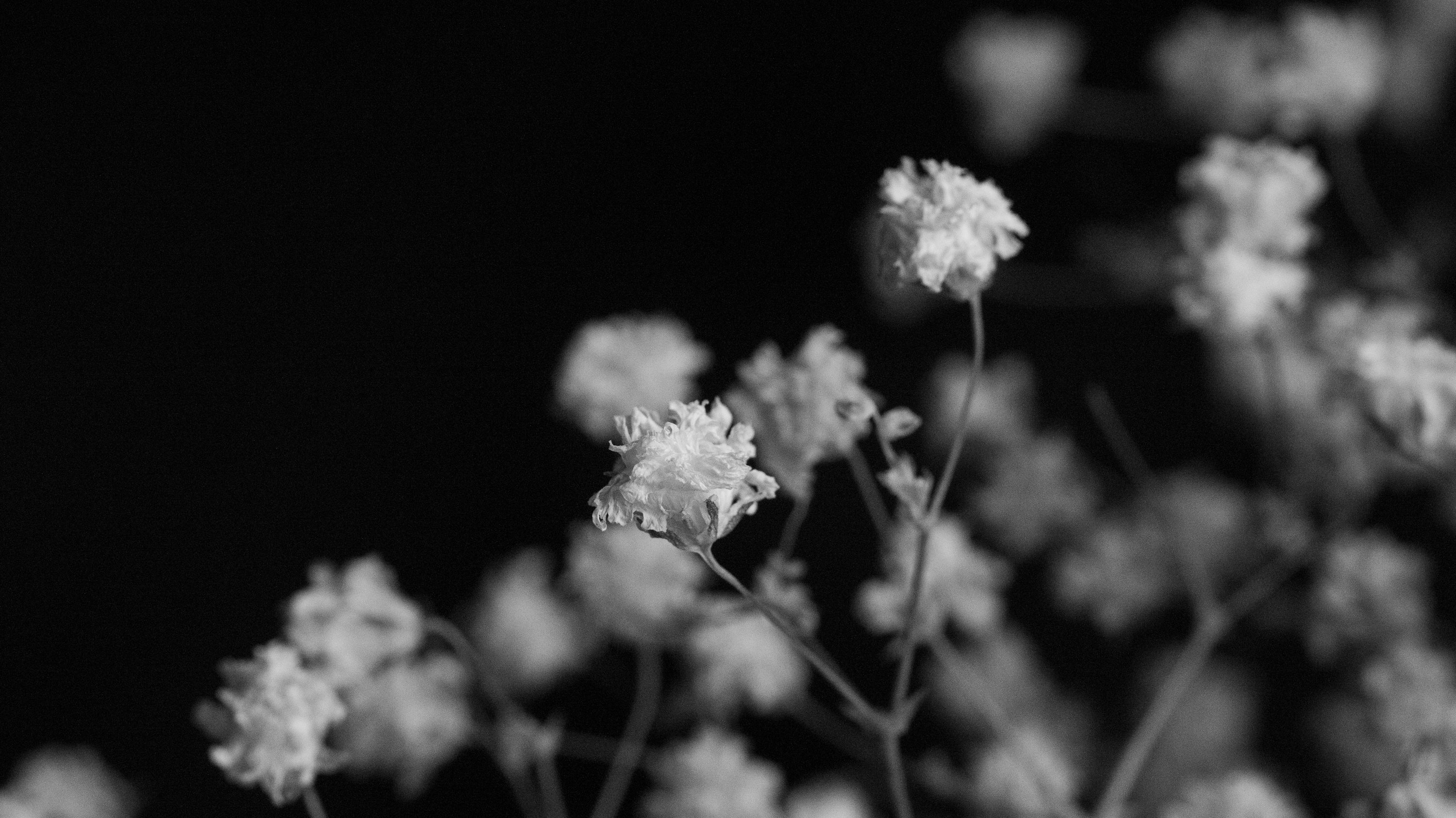 Black And White Flower Picture [HD]. Download Free Image