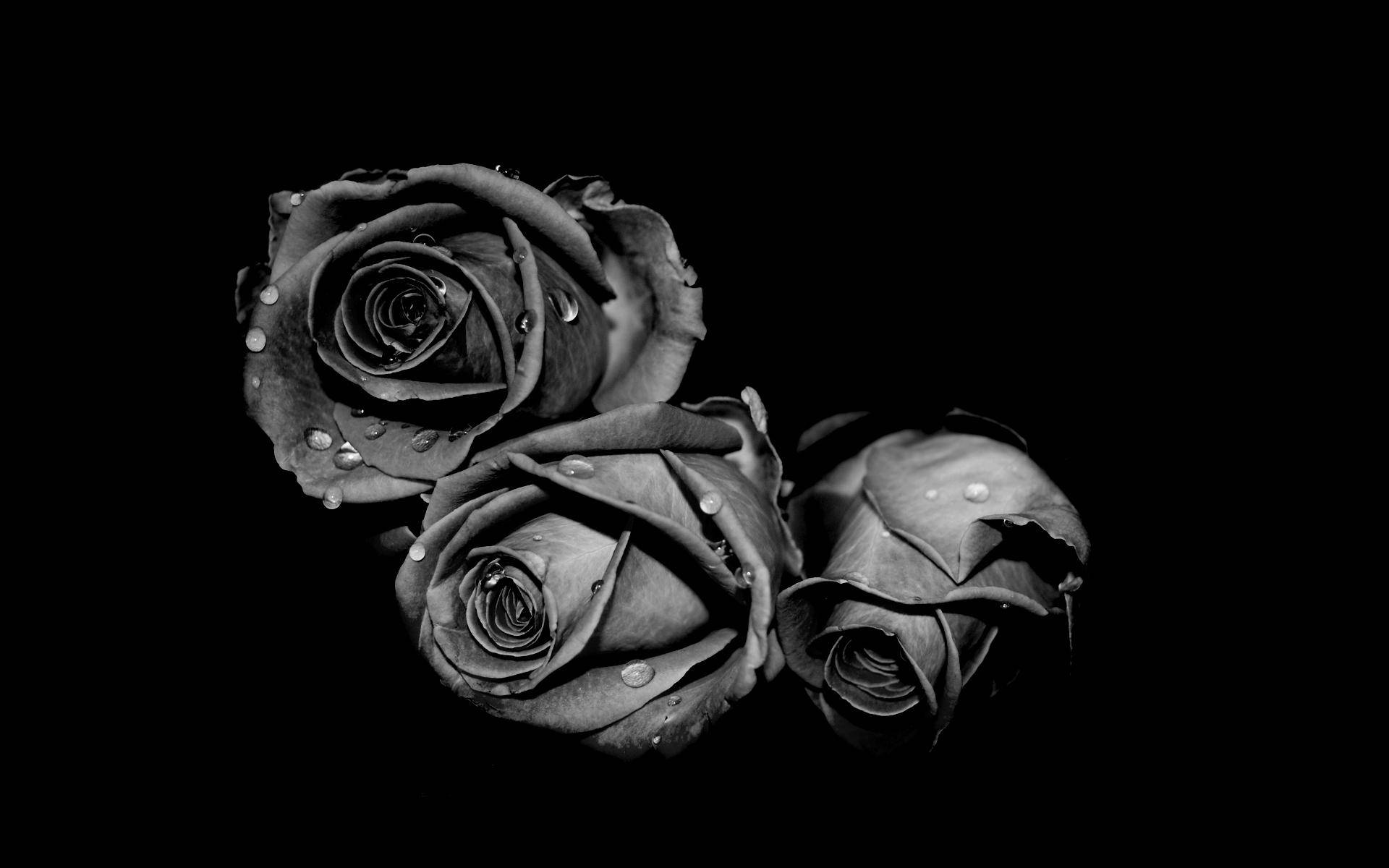 Black And White Flower Wallpaper