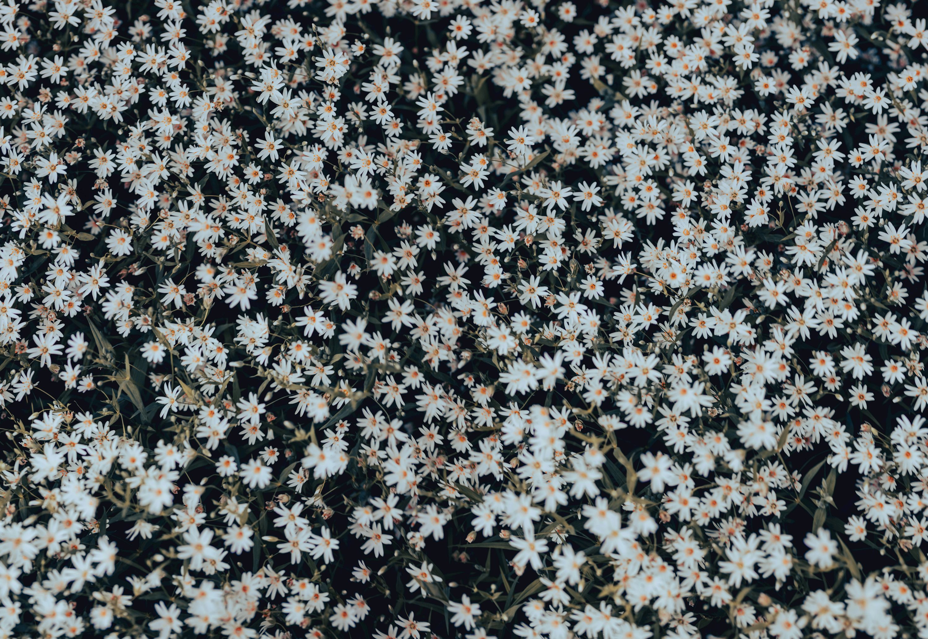 A bunch of small white flowers on a black background photo
