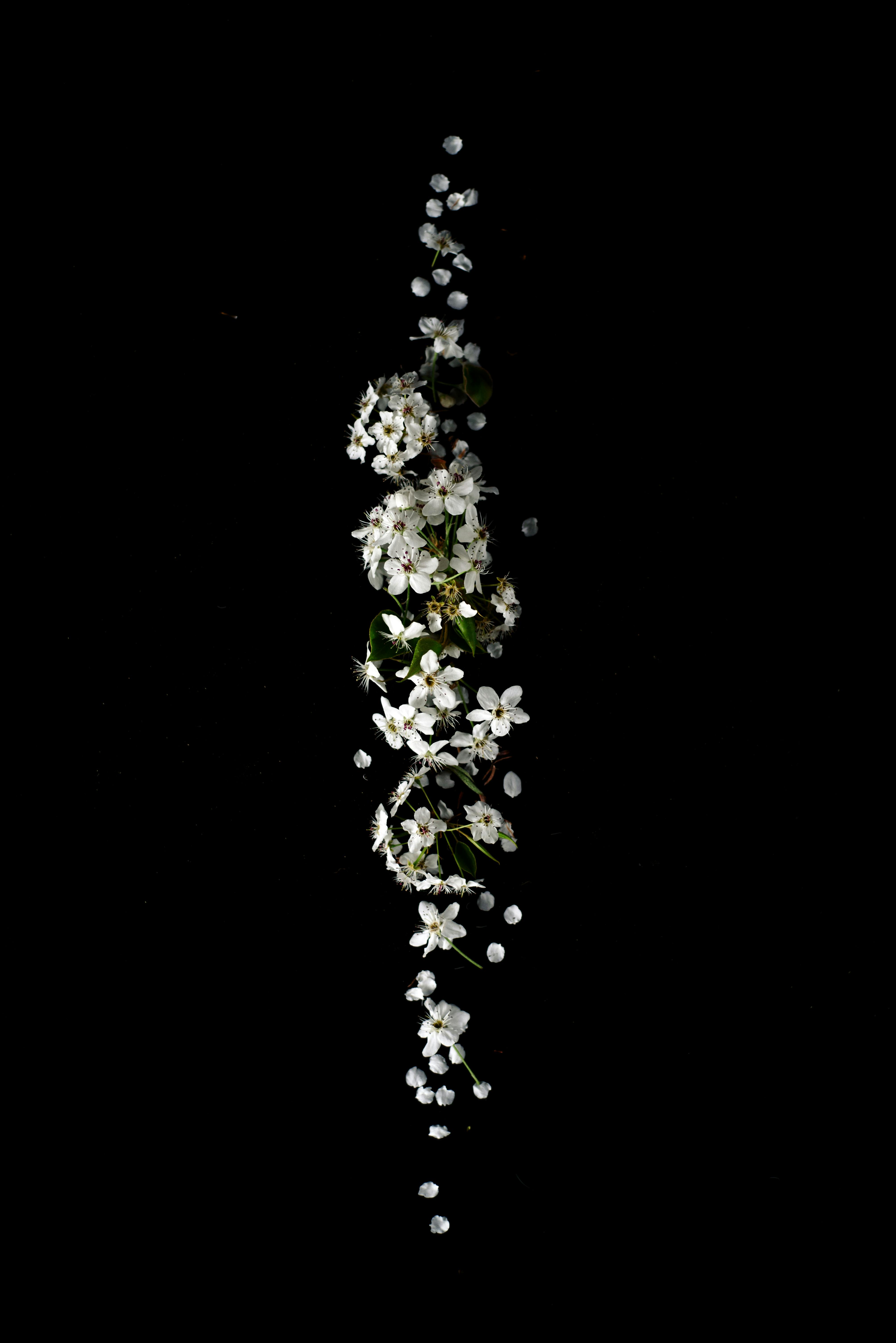 White Flowers · Free