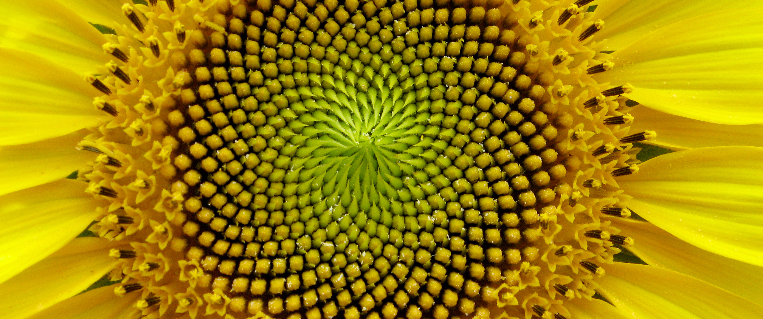 Nature and Math: The Fibonacci Sequence F. Johnson Museum of Art