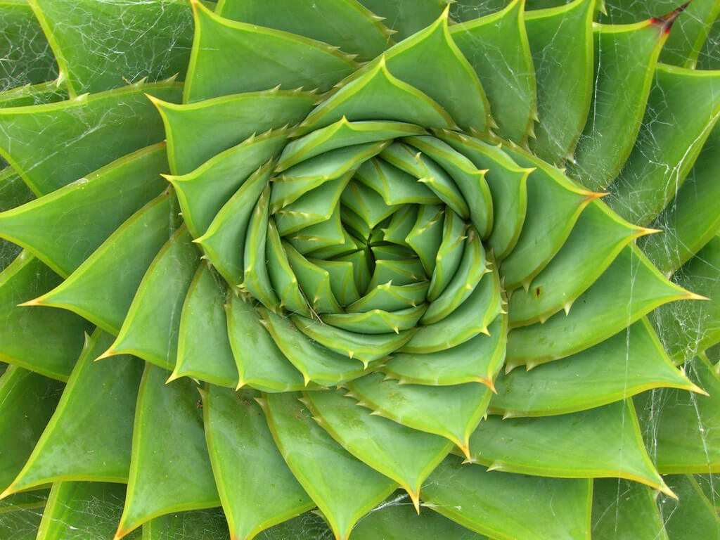 The Fibonacci Sequence: Why the Perfect Spiral Makes Sense in the Art World STEAM Blog