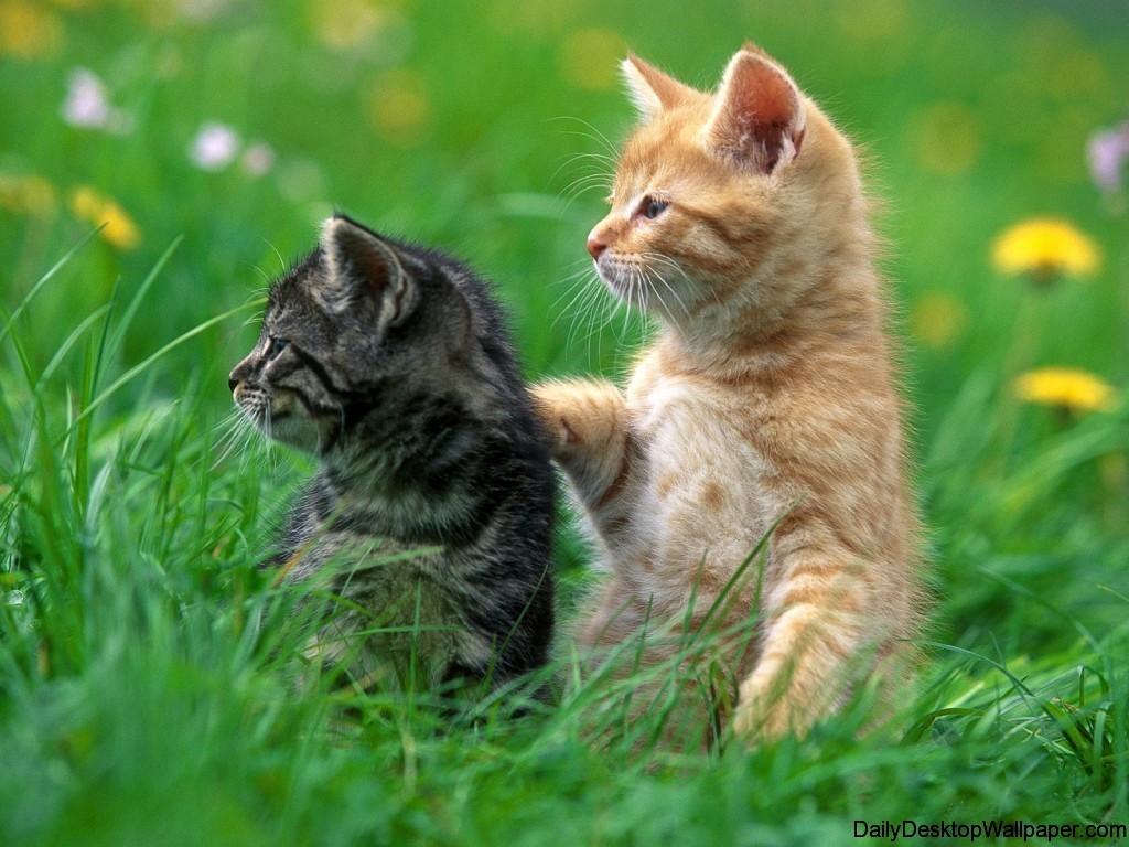 Best friends wallpaper Definition, High Resolution HD Wallpaper, High Definition, High Resolution HD Wallpaper
