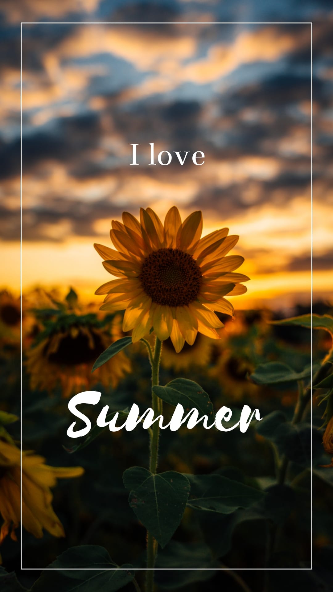 Phone Wallpaper & Download