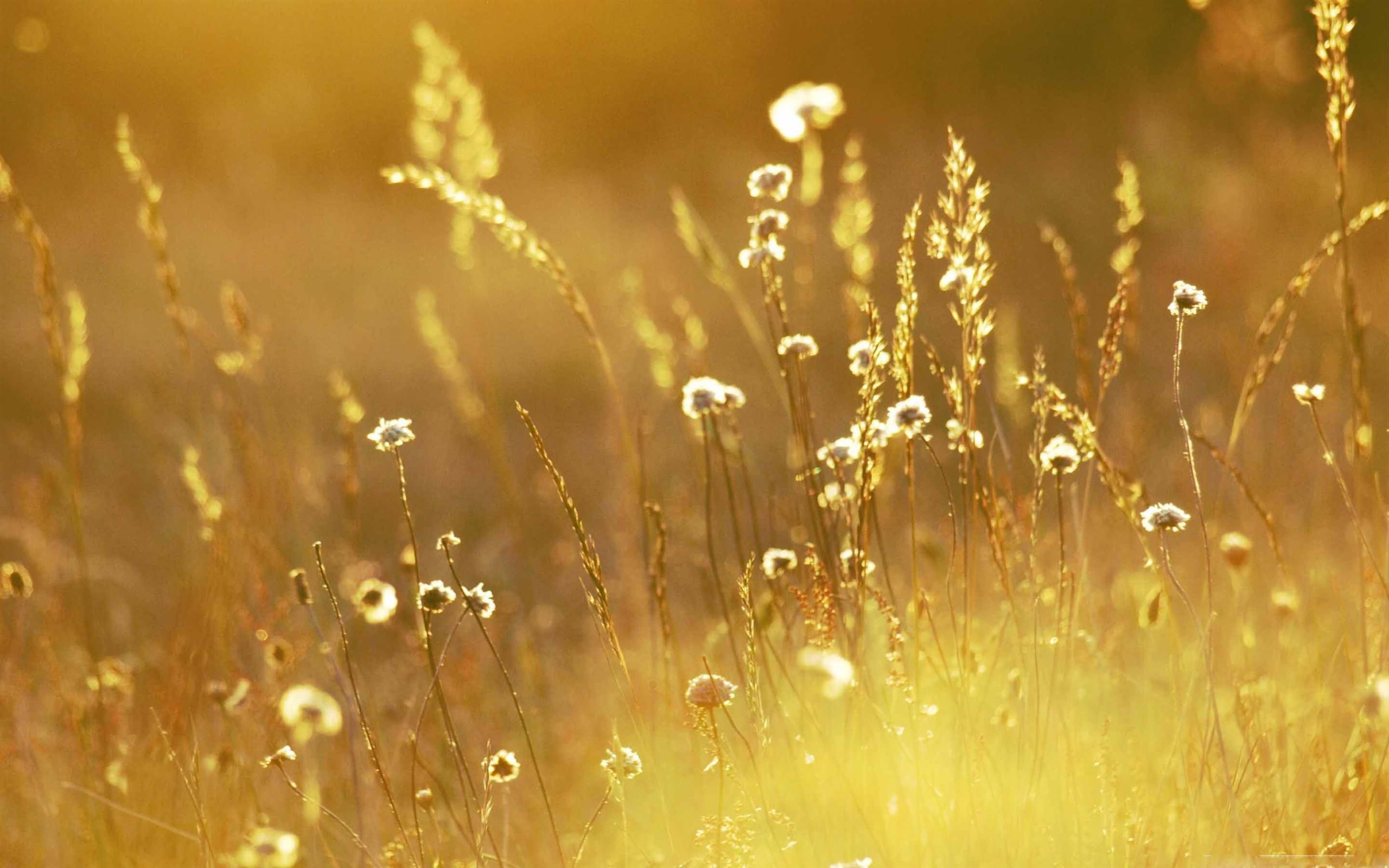Summer Sunlight Over Field MacBook Air Wallpaper Download