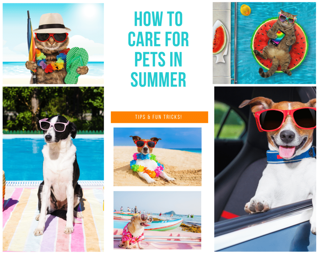 Keeping Your Pets Cool: Summer Care Tips for Las Vegas and Henderson Kids Zone