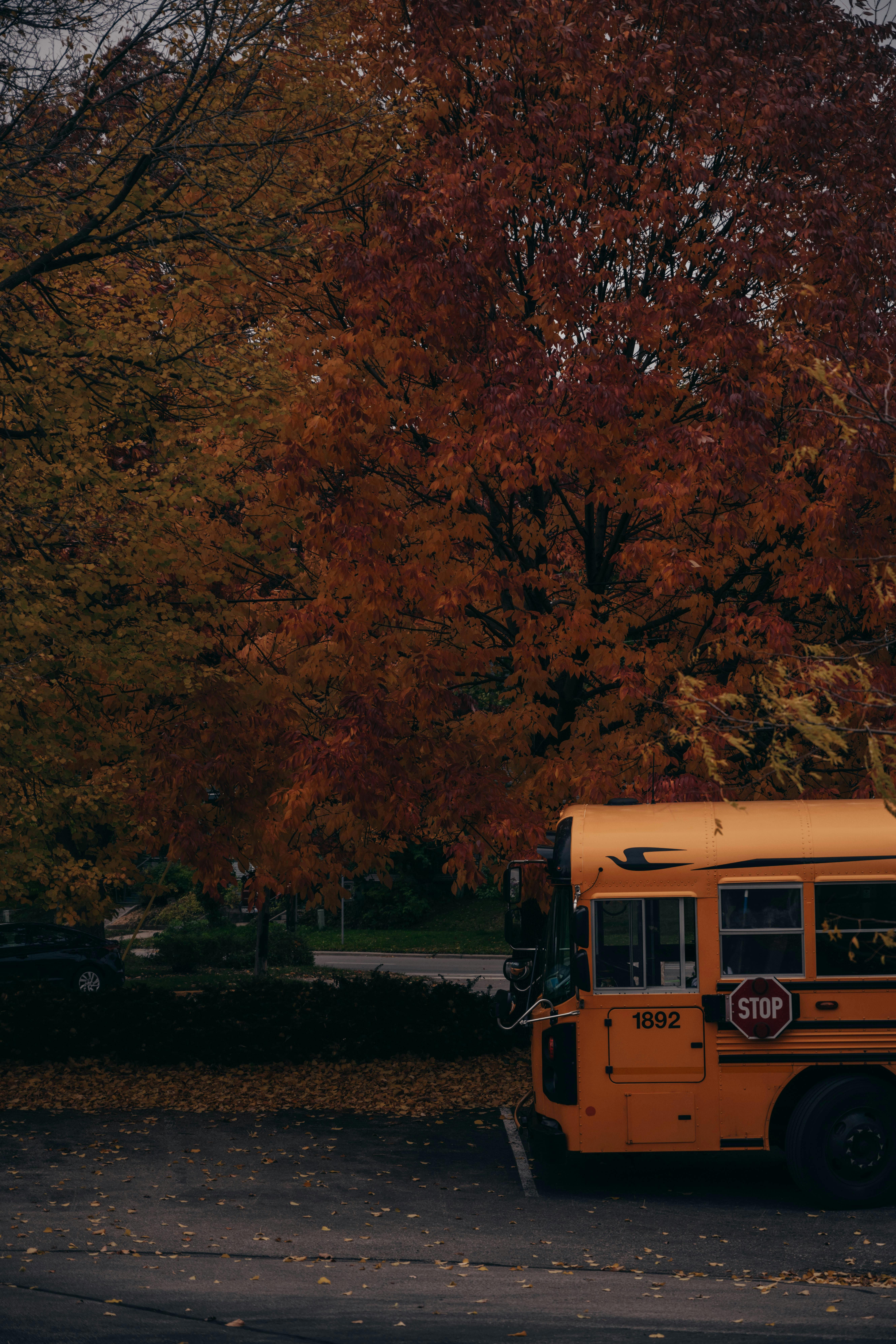 Yellow School Bus Parked under Autumn Tree · Free