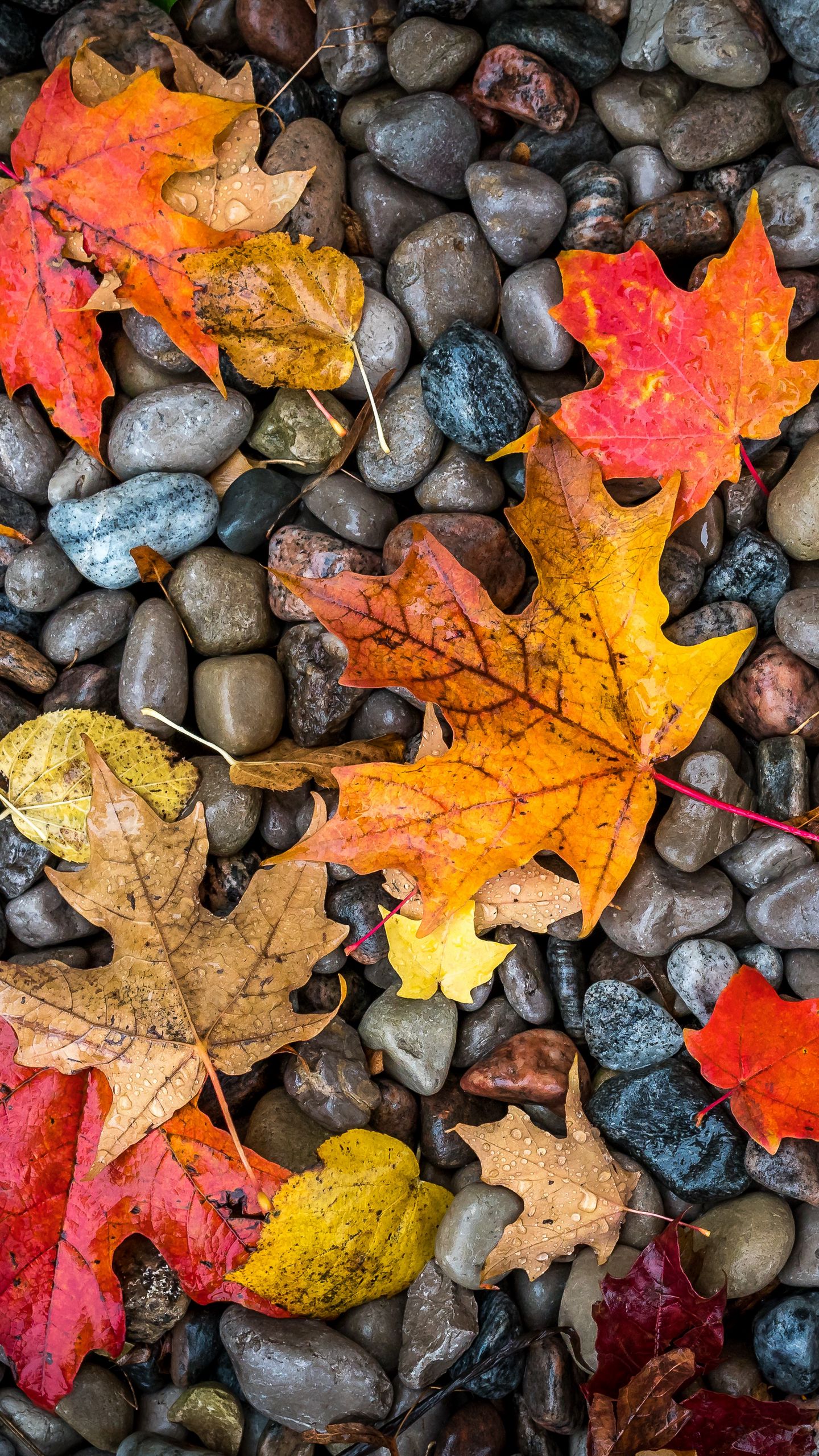 Download wallpaper 1440x2560 leaves, stones, maple, wet, autumn qhd samsung galaxy s6, s7, edge, note, lg g4 HD background