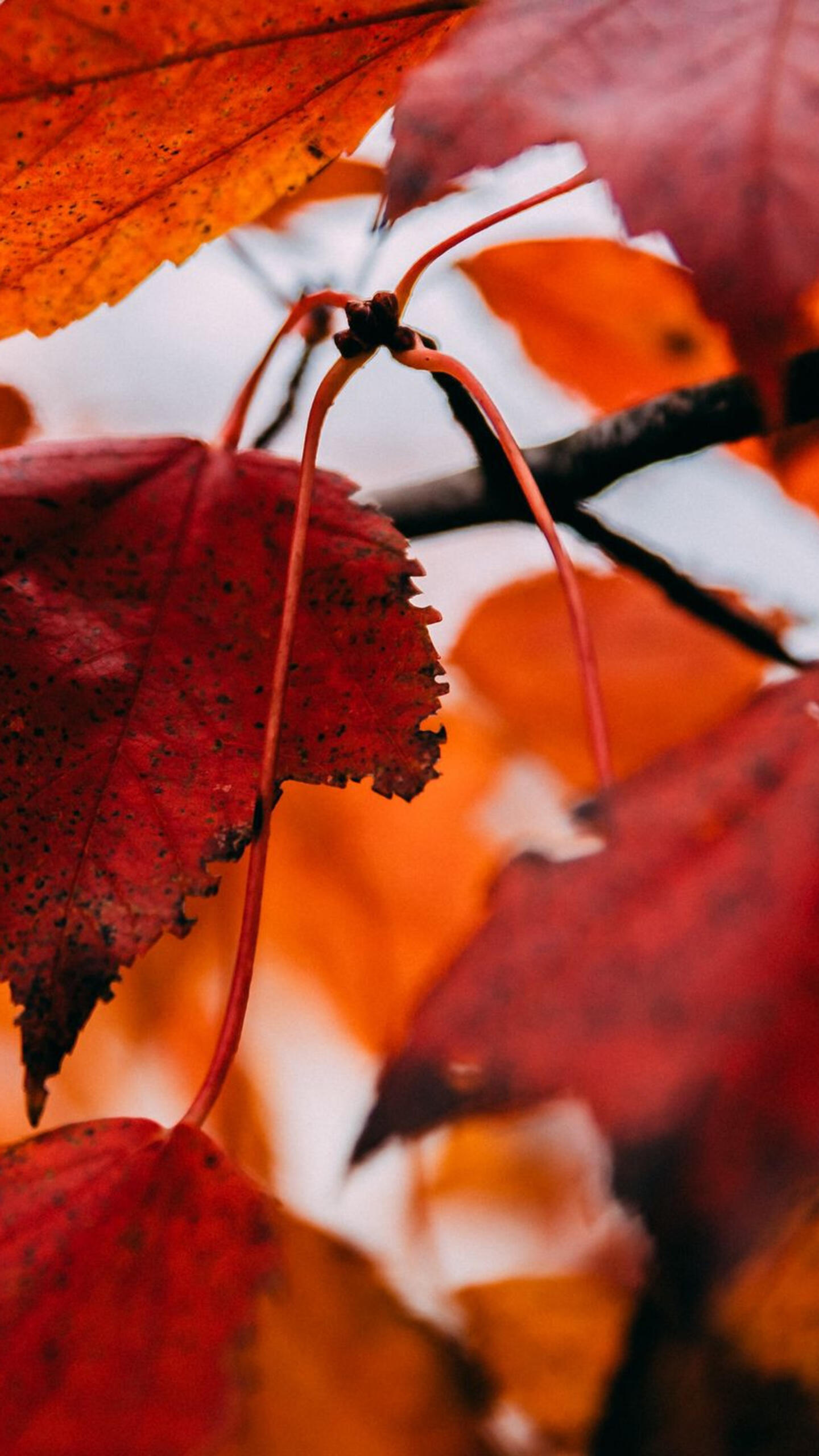 Red autumn leaves · 1440x2560 QHD free photo from jorik and wallpaper