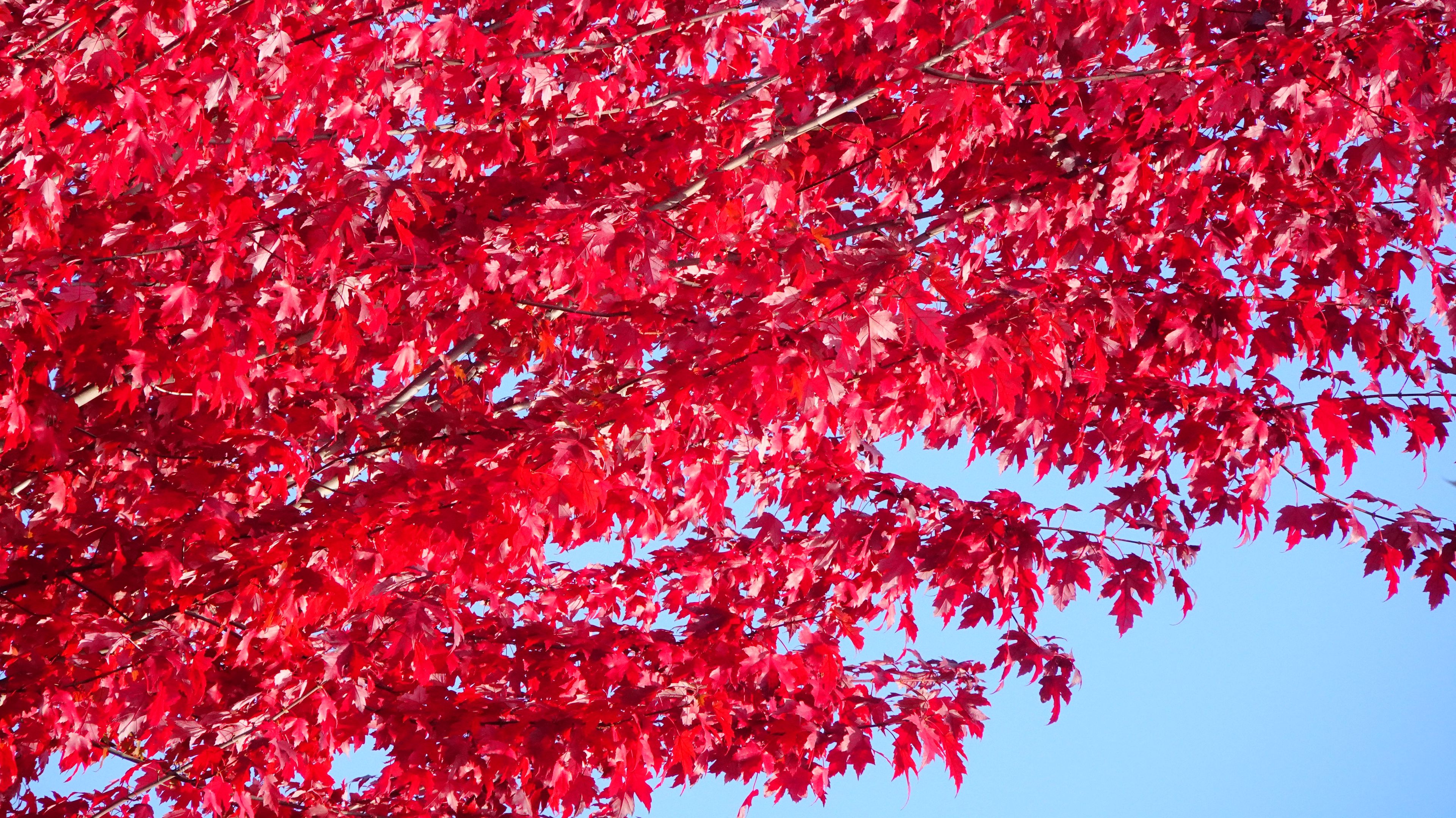 Download wallpaper 3840x2160 tree, leaves, red, autumn 4k uhd 16:9 HD background