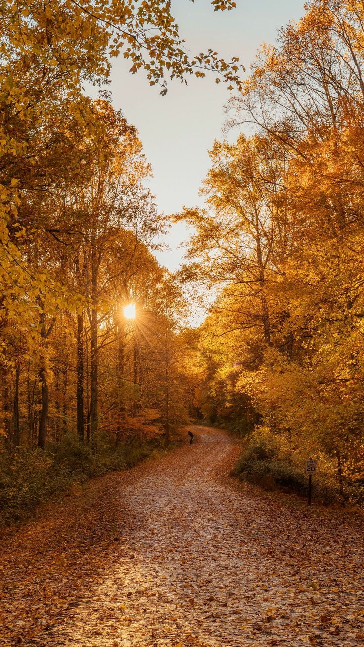 Download wallpaper 1440x2560 forest, road, autumn, trees, landscape qhd samsung galaxy s6, s7, edge, note, lg g4 HD background