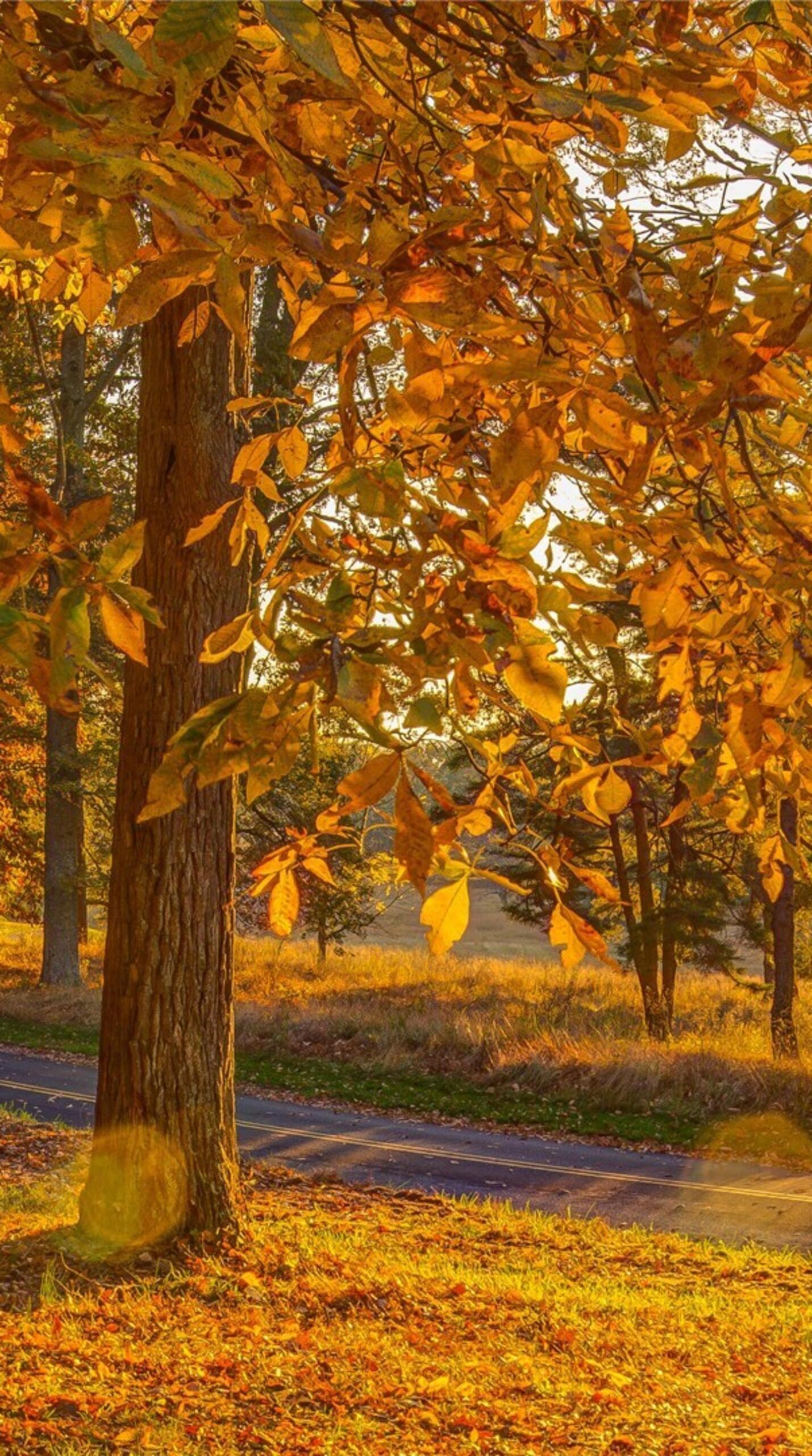 Panorama with an autumn cottage in the woods · 1440x2560 QHD free photo from godlike and wallpaper