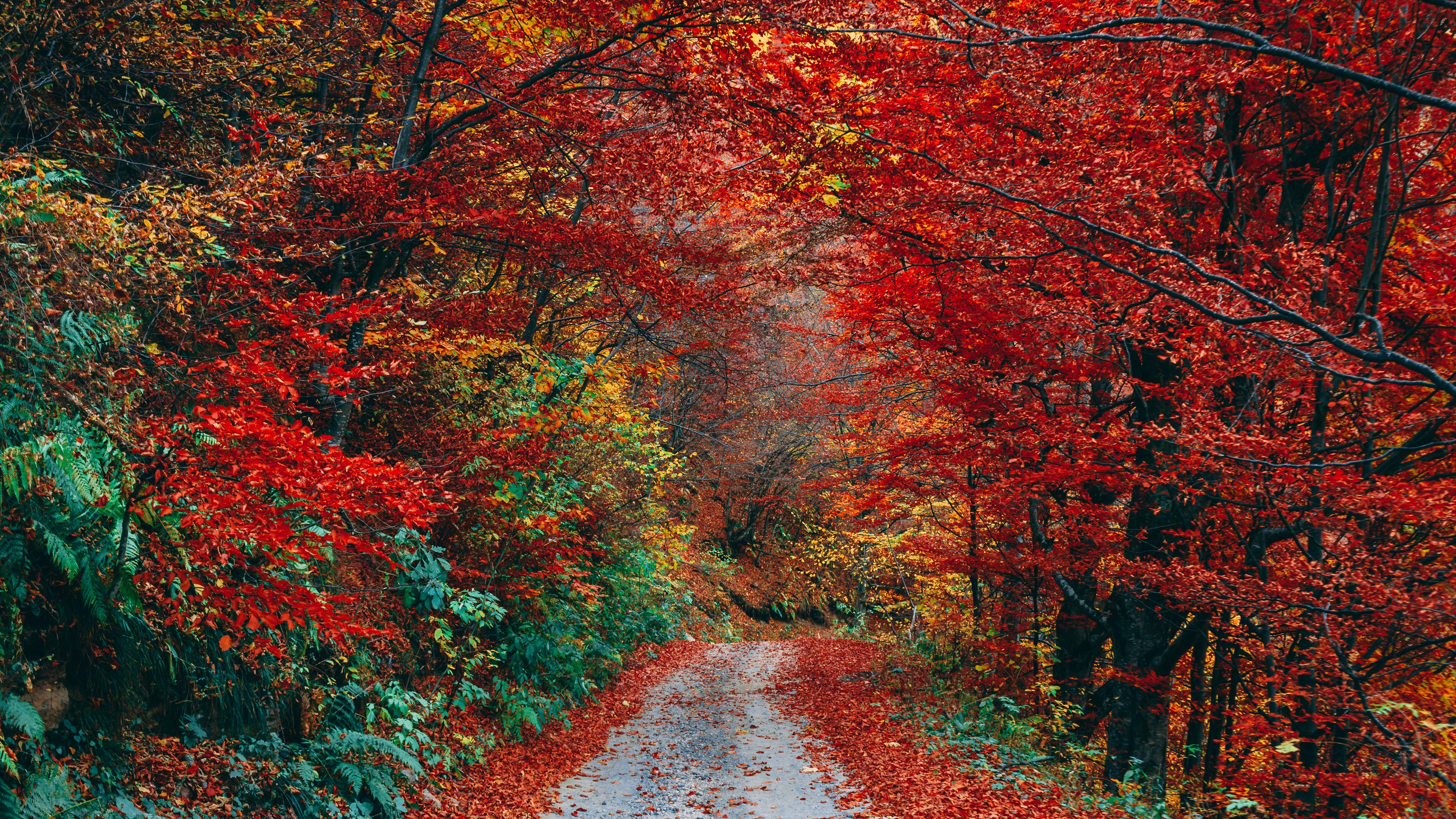 Wallpaper Autumn, red leaves, path, trees 3840x2160 UHD 4K Picture, Image