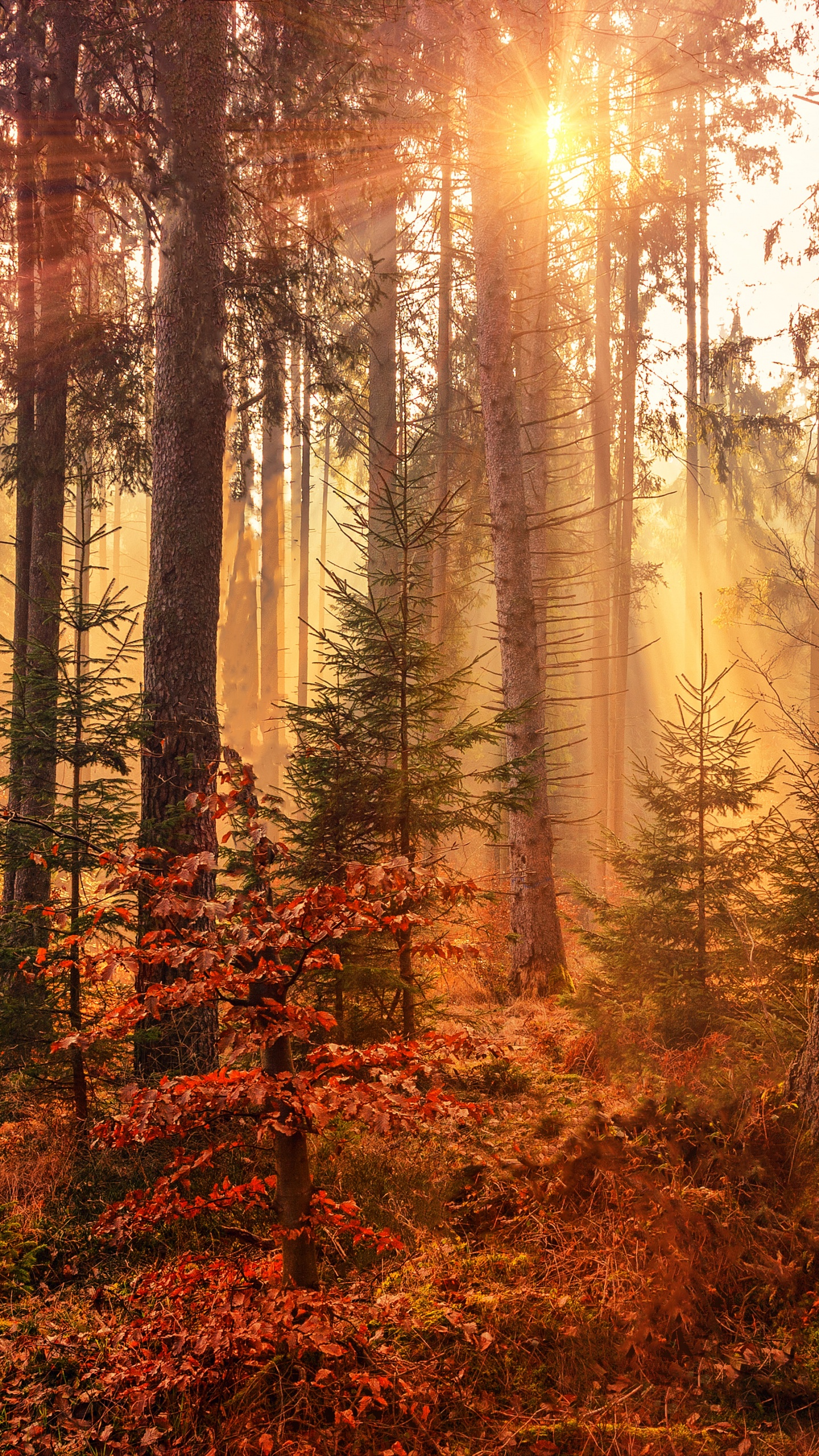 Fall Wallpaper 4K, Sunlight, Forest, Autumn