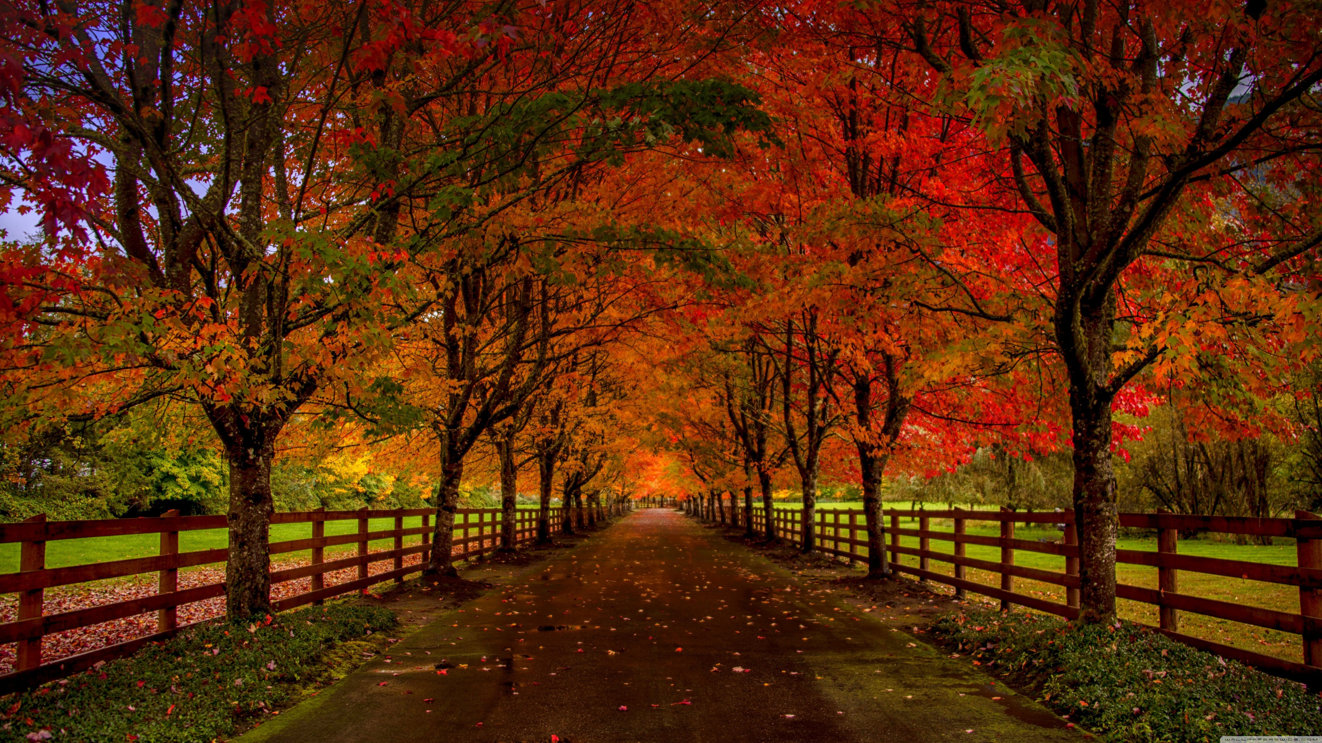 Beautiful Autumn Trees That Turn Red, Countryside Road 4K UHD Wallpaper for UltraHD Desktop and TV, Widescreen and UltraWide Display, Dual Monitor, Smartphone and Tablet Devices