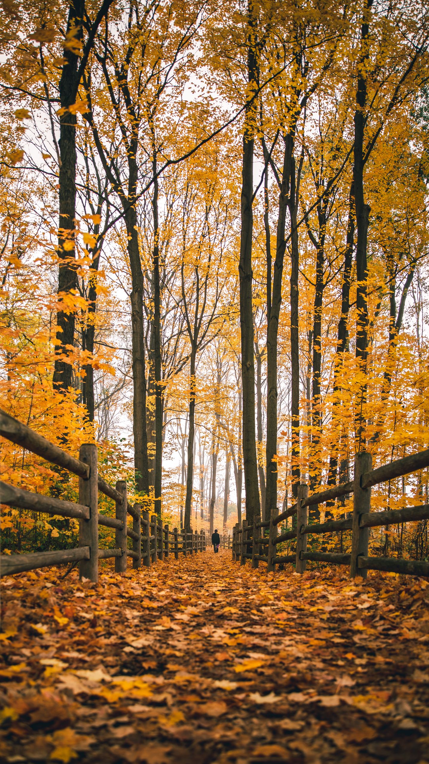 Download wallpaper 1440x2560 man, alone, autumn, fence, nature qhd samsung galaxy s6, s7, edge, note, lg g4 HD background