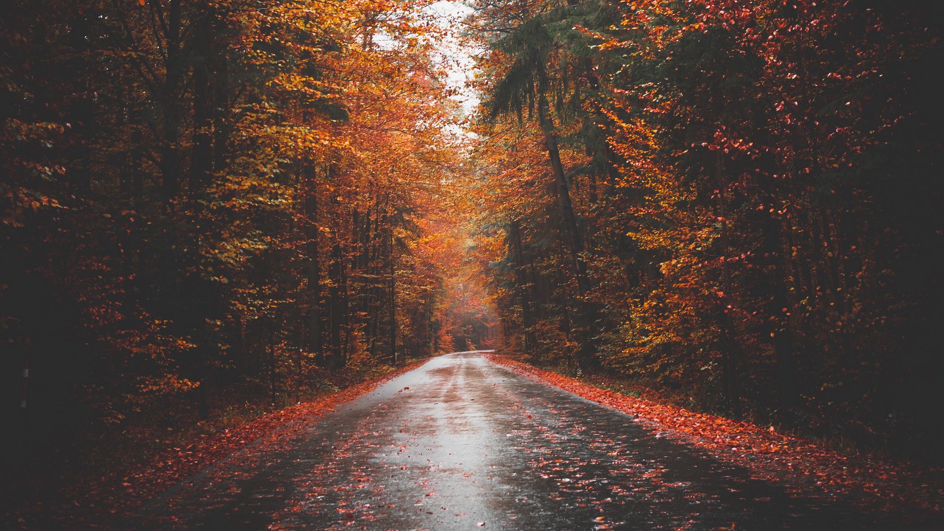 Download wallpaper 1920x1080 autumn, road, trees, forest, asphalt full hd, hdtv, fhd, 1080p HD background